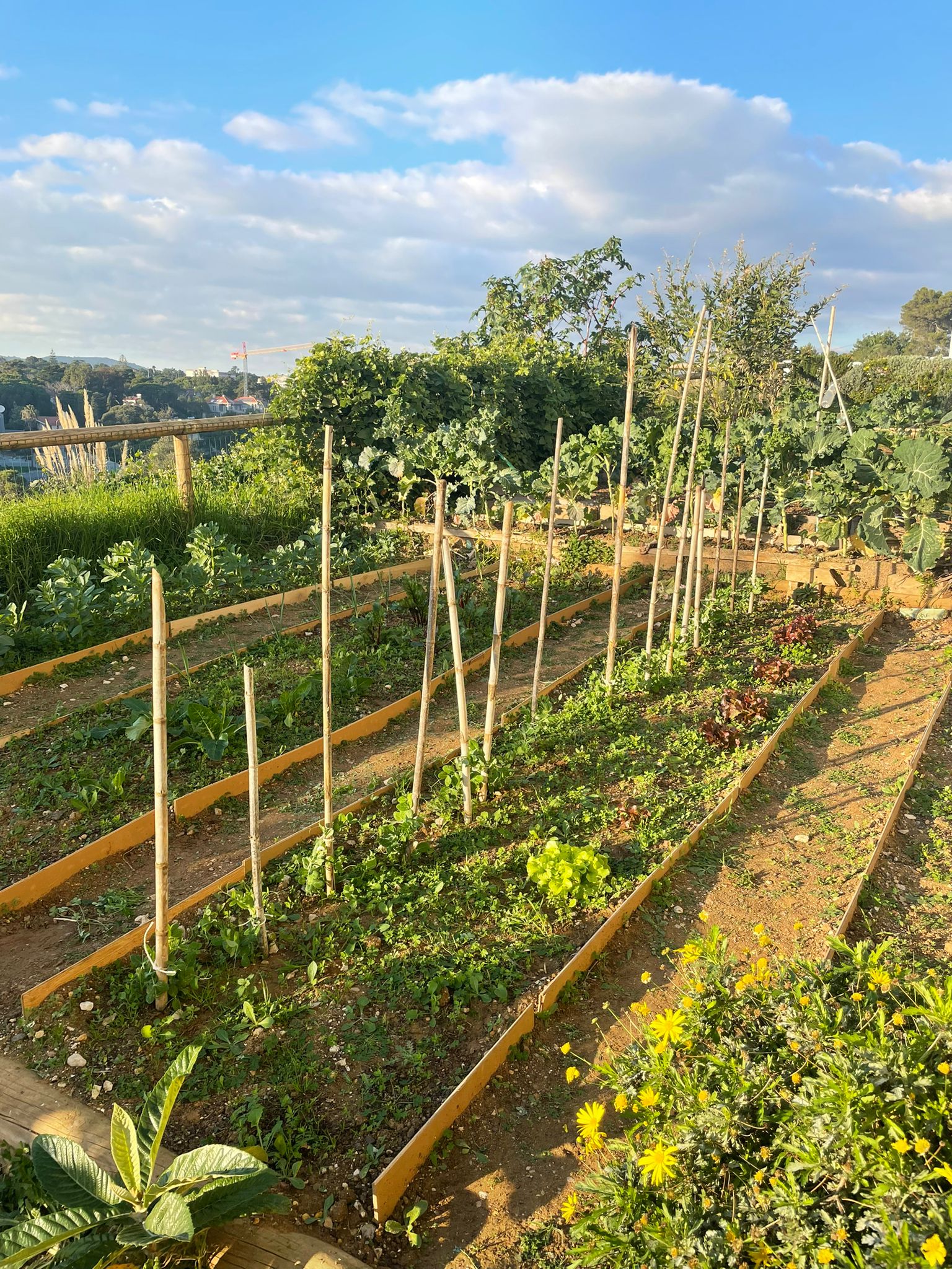 Janeiro 2022 - horta do Colégio Sra Boa Nova. Alfaces, ervilhas e favas