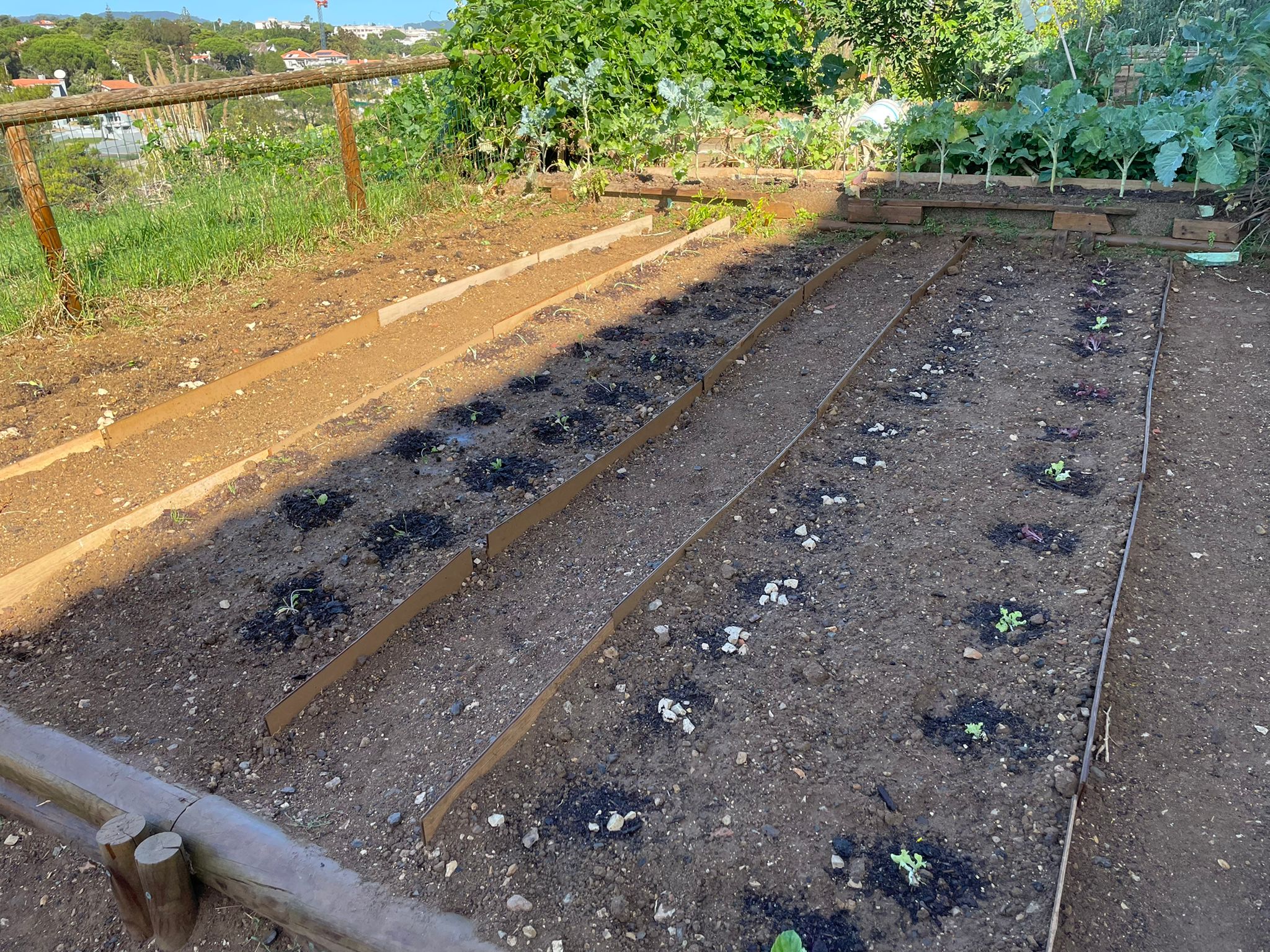 Outubro 2021 - plantação de alfaces, ervilhas e favas