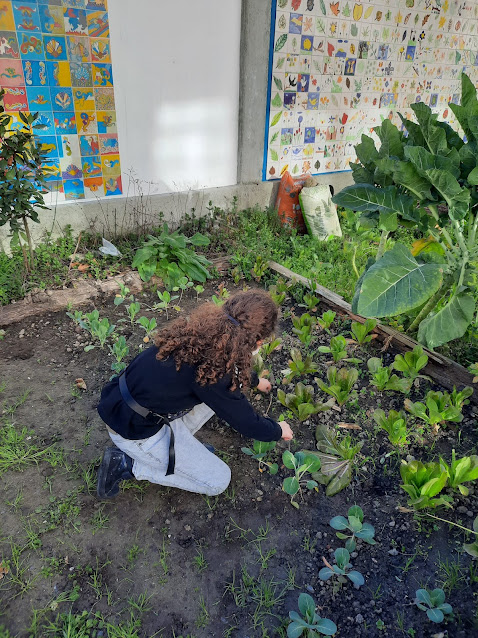 Plantação de alfaces