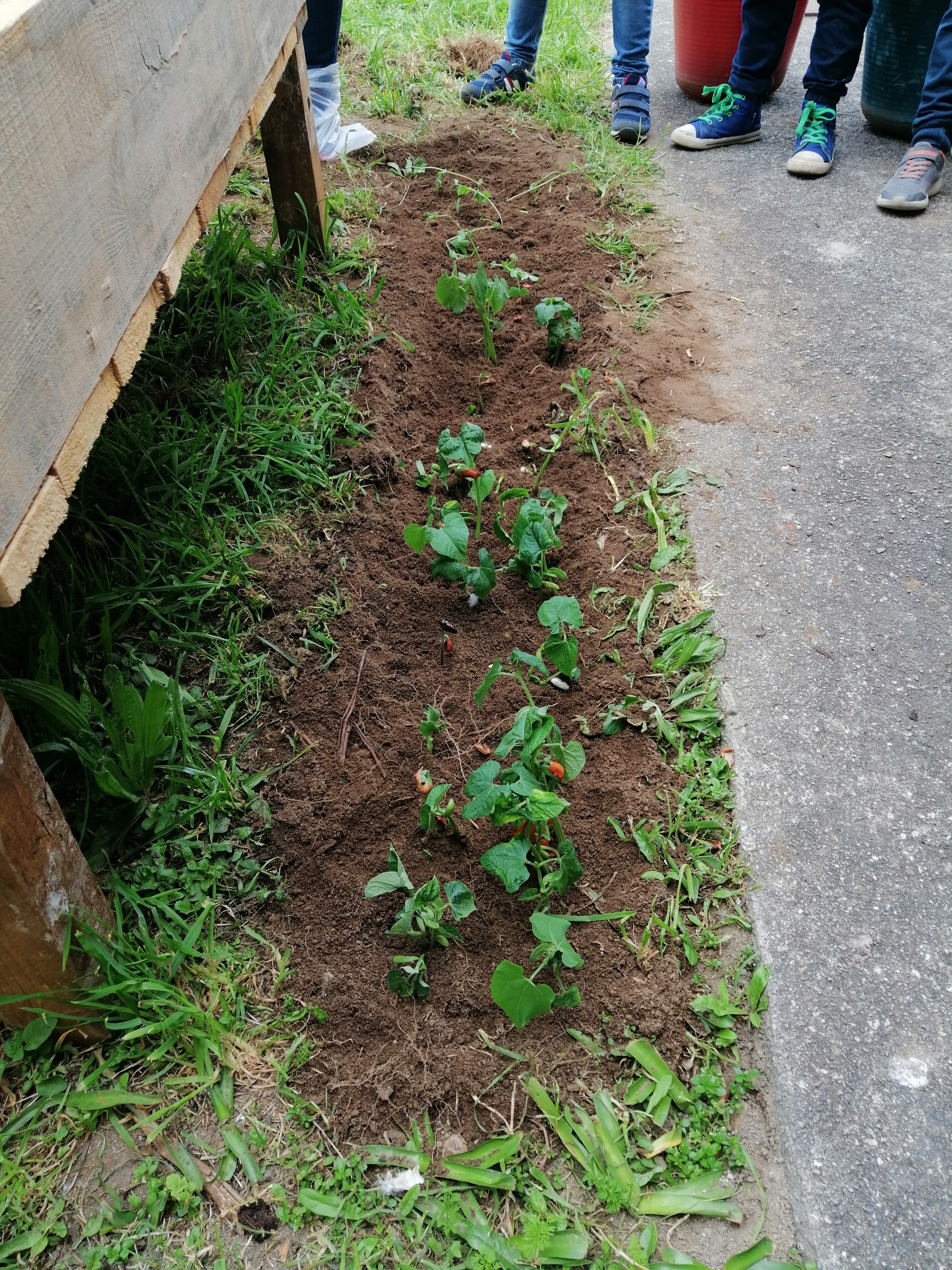 Transplantação dos feijões usados na experiência "Germinação de sementes de feijão".