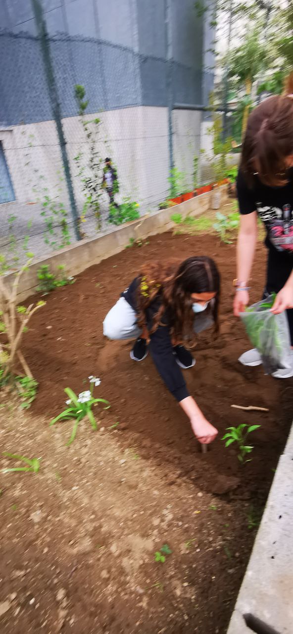 Plantação de pimenteiros
