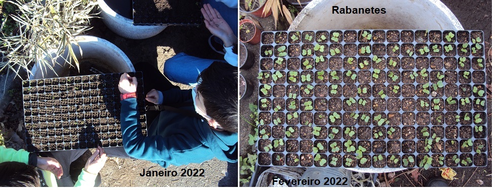 Resultados da sementeira de rabanetes. Estes foram colocados no exterior da estufa.