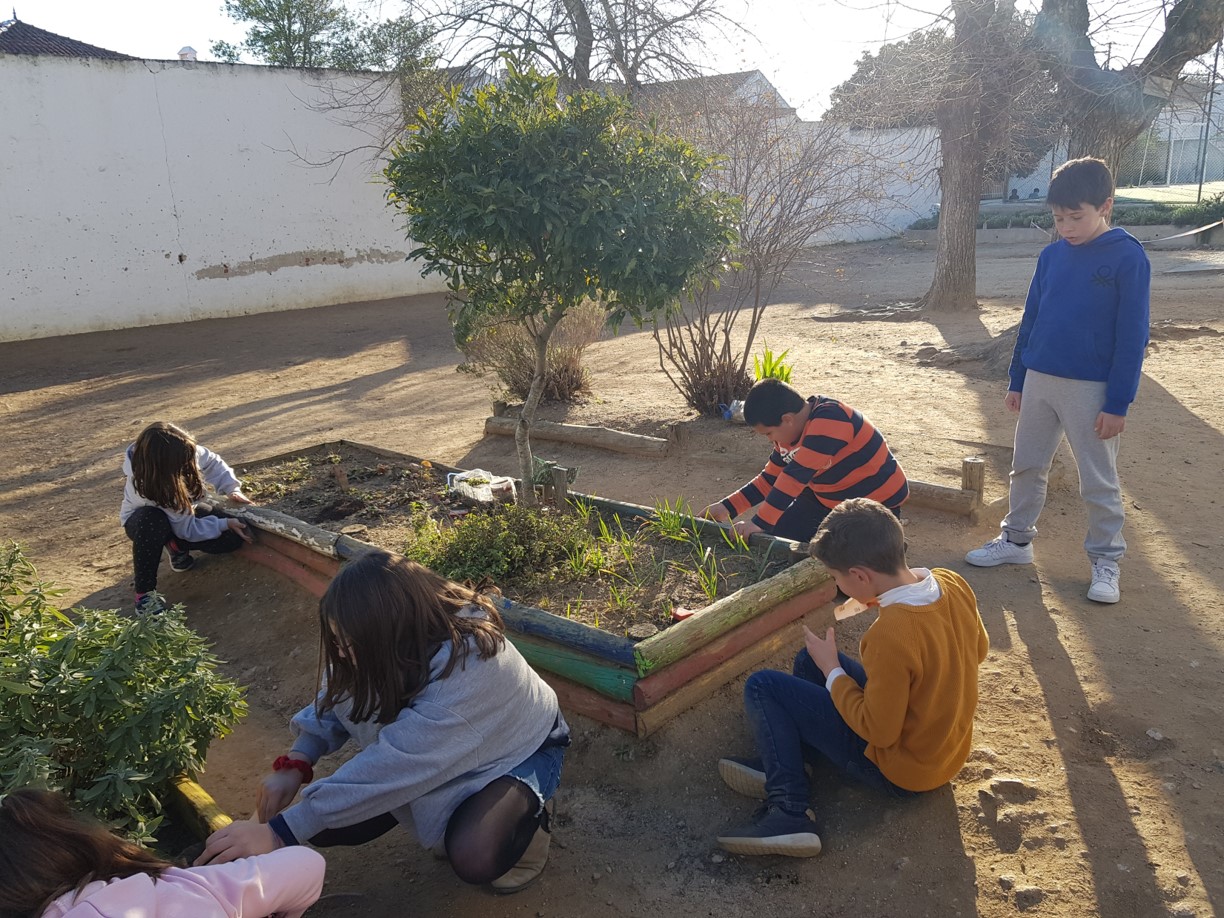 Cuidando das traves dos canteiros das aromáticas (raspar e lixar).