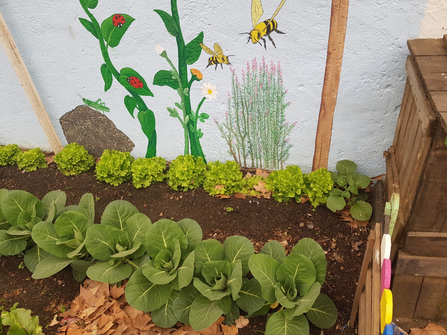 Alfaces, couves e beterrabas em crescimento.