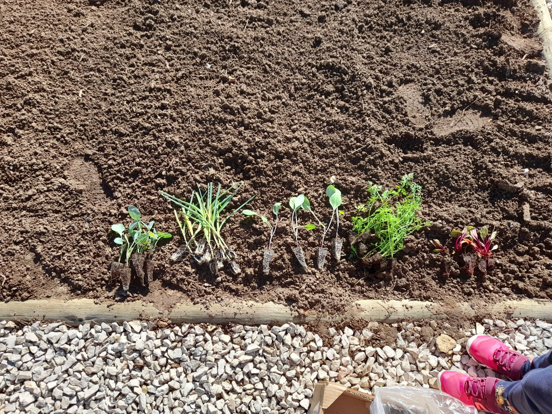 Plantas oferecidas à escola por produtor de Torres Vedras.