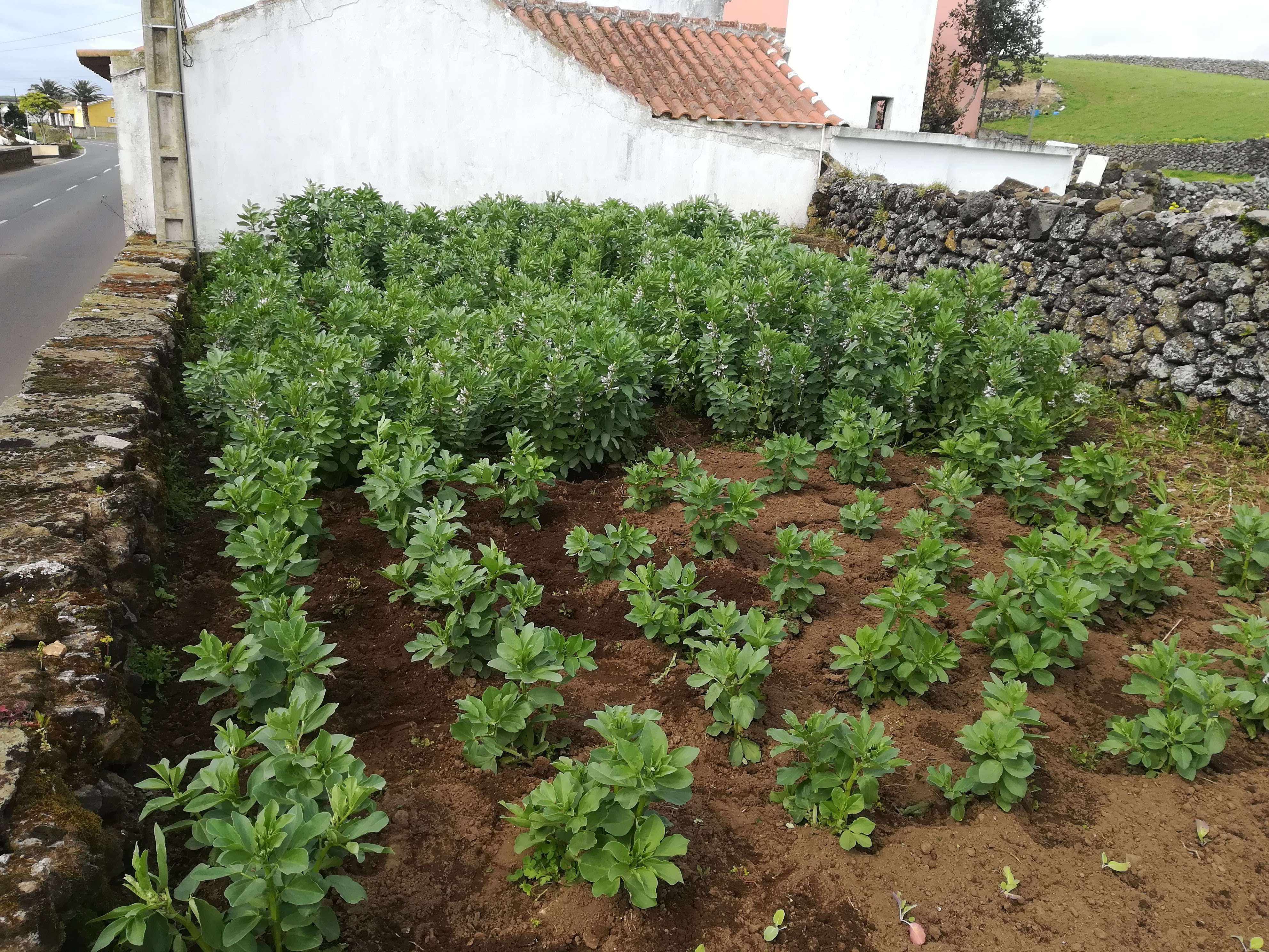 Horta 1