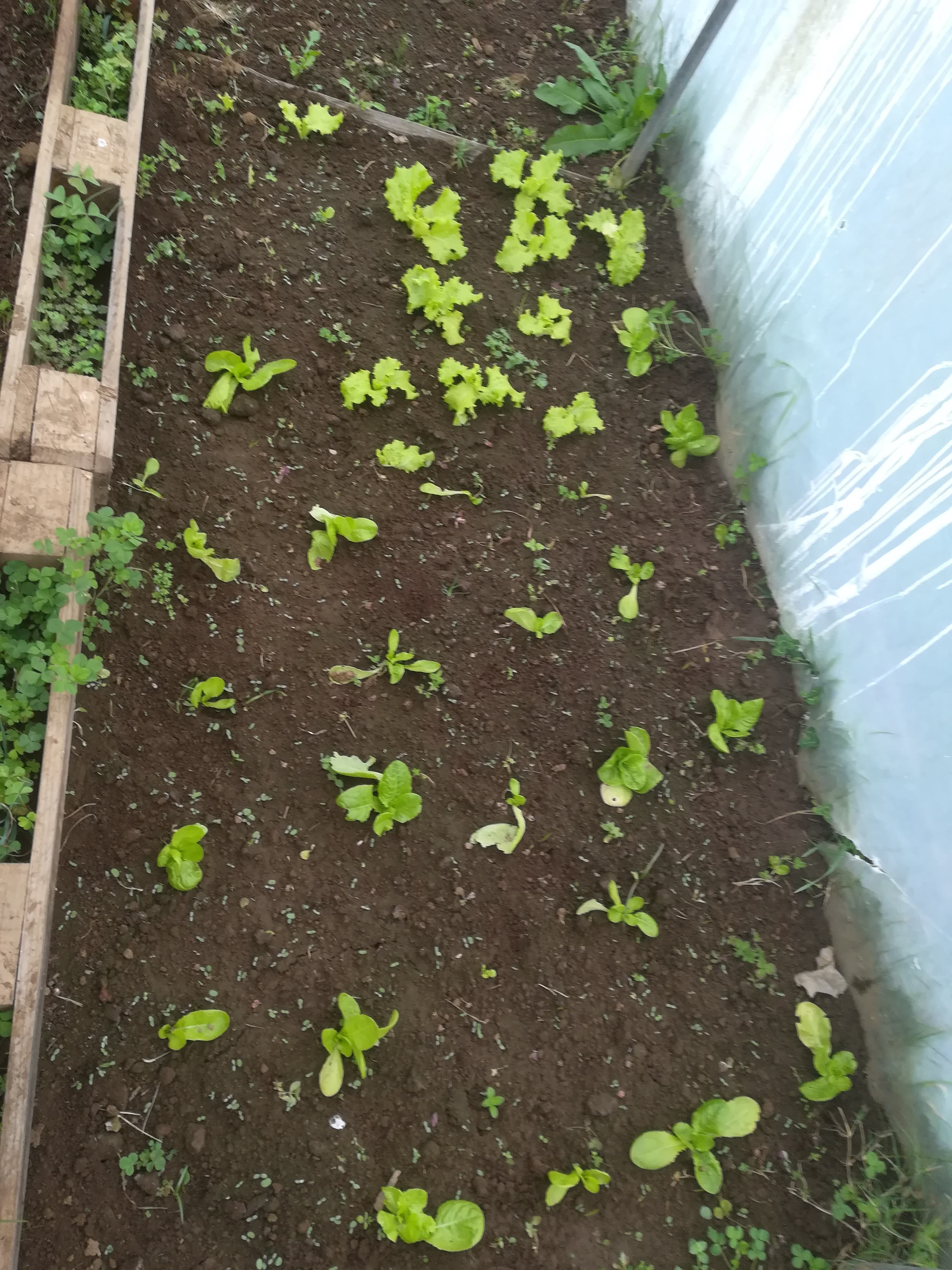 Horta 2