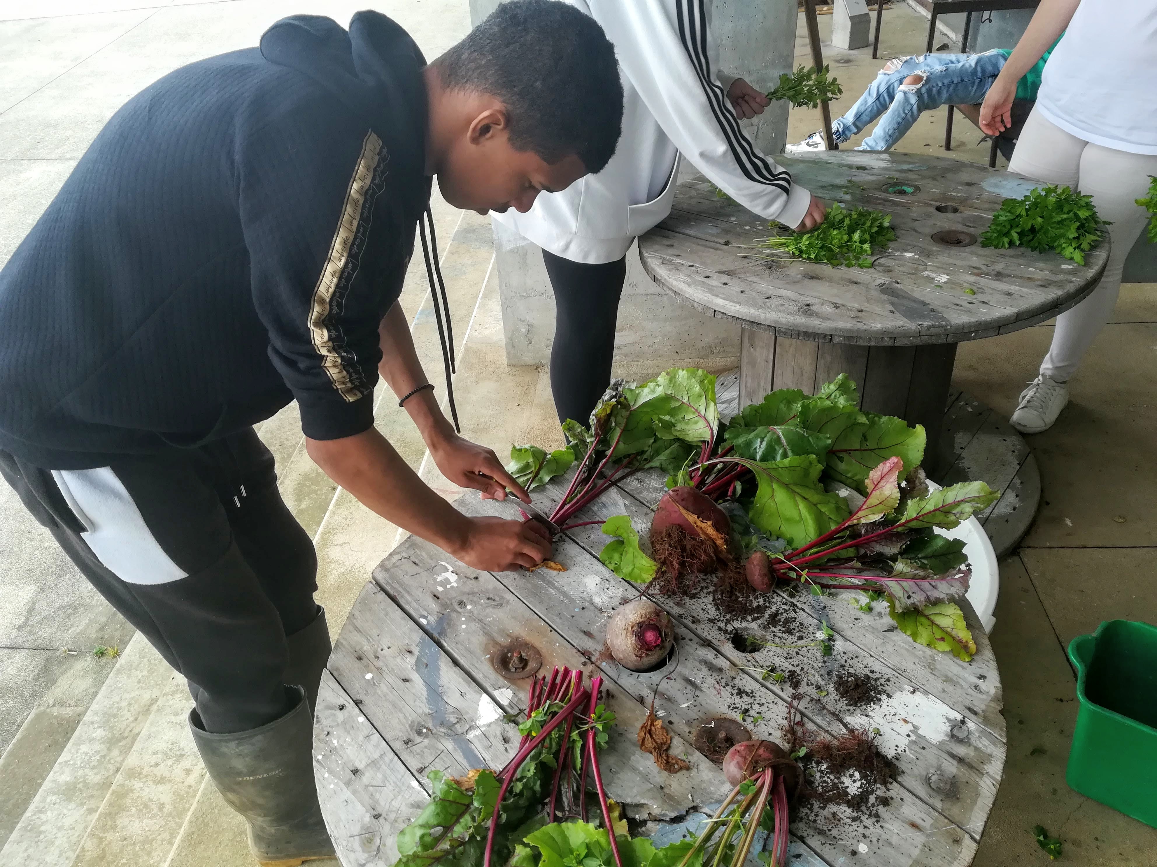Preparação dos vegetais para a feira semanal