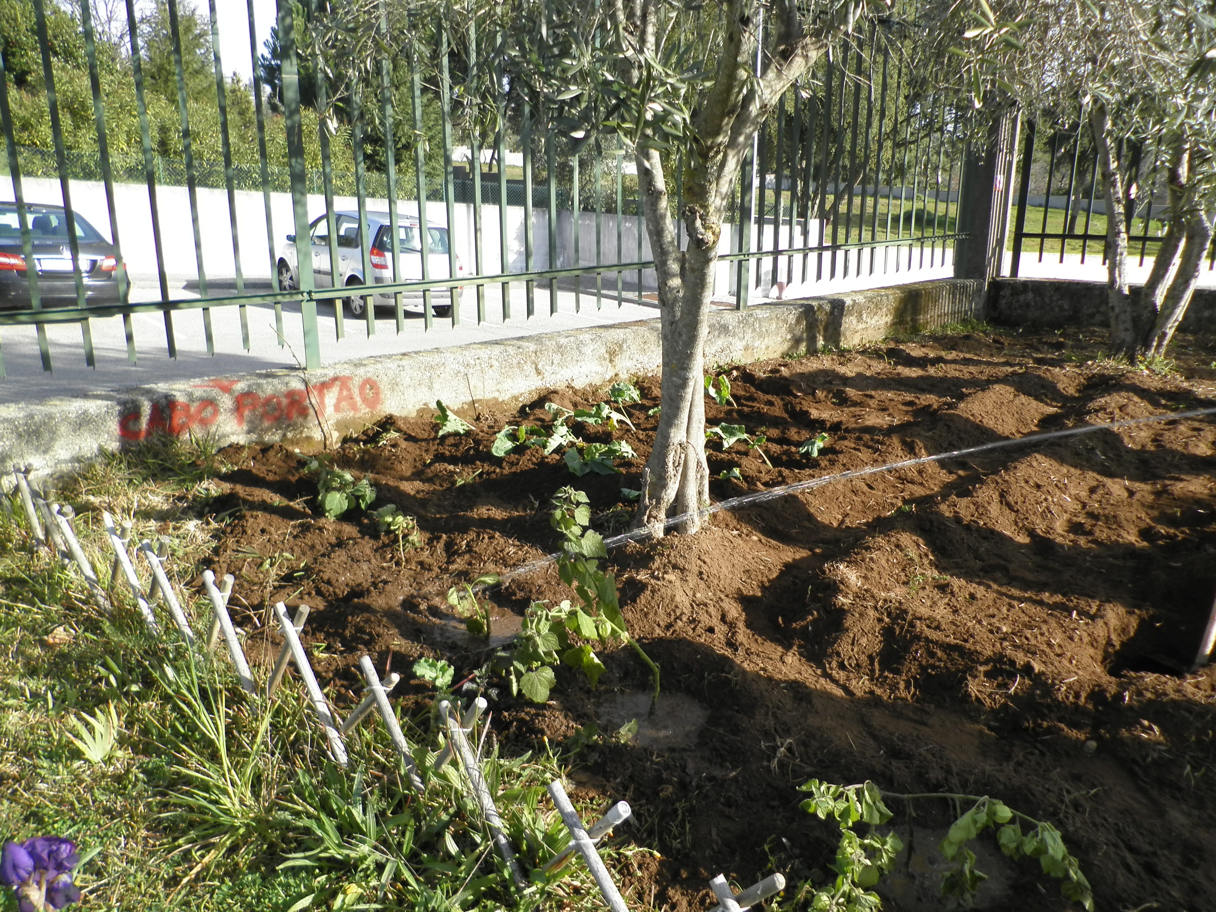 Área cultivada com couve galega ( Brassica oleracea var. viridis) )