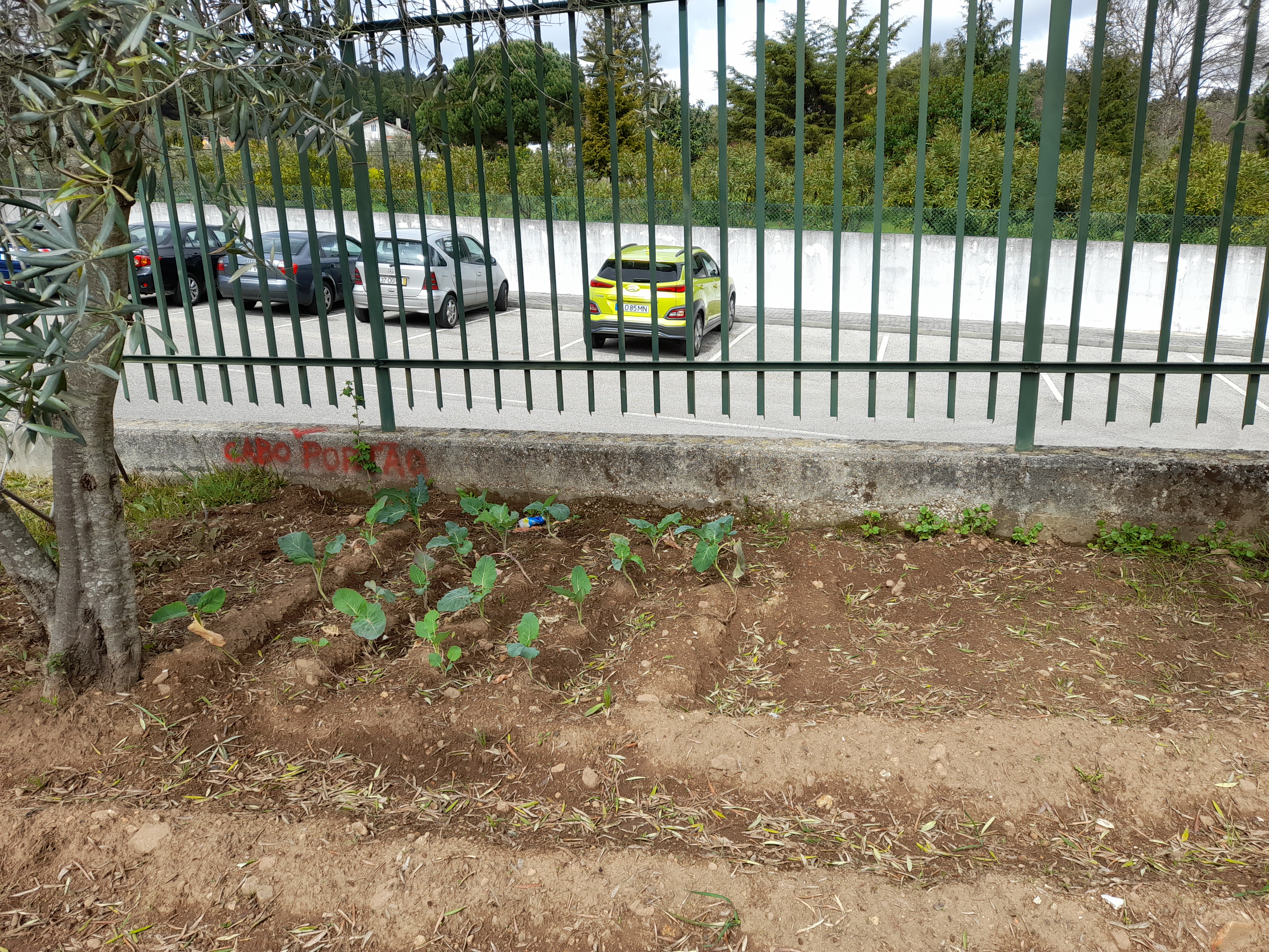 Área Cultivada com a 1ª espécie - couve galega ( Brassica oleracea var. viridis) )