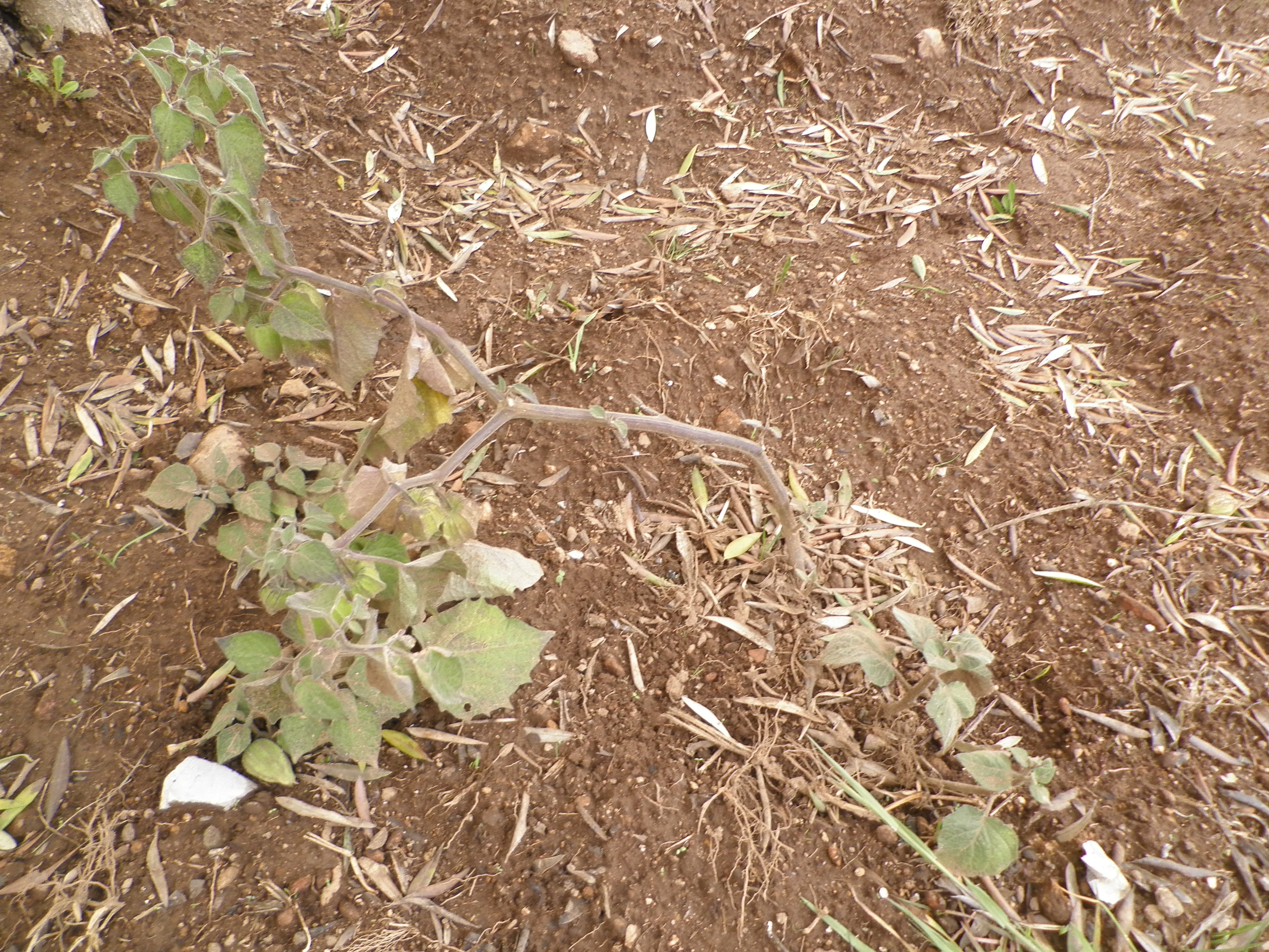Cultivo de frisalis