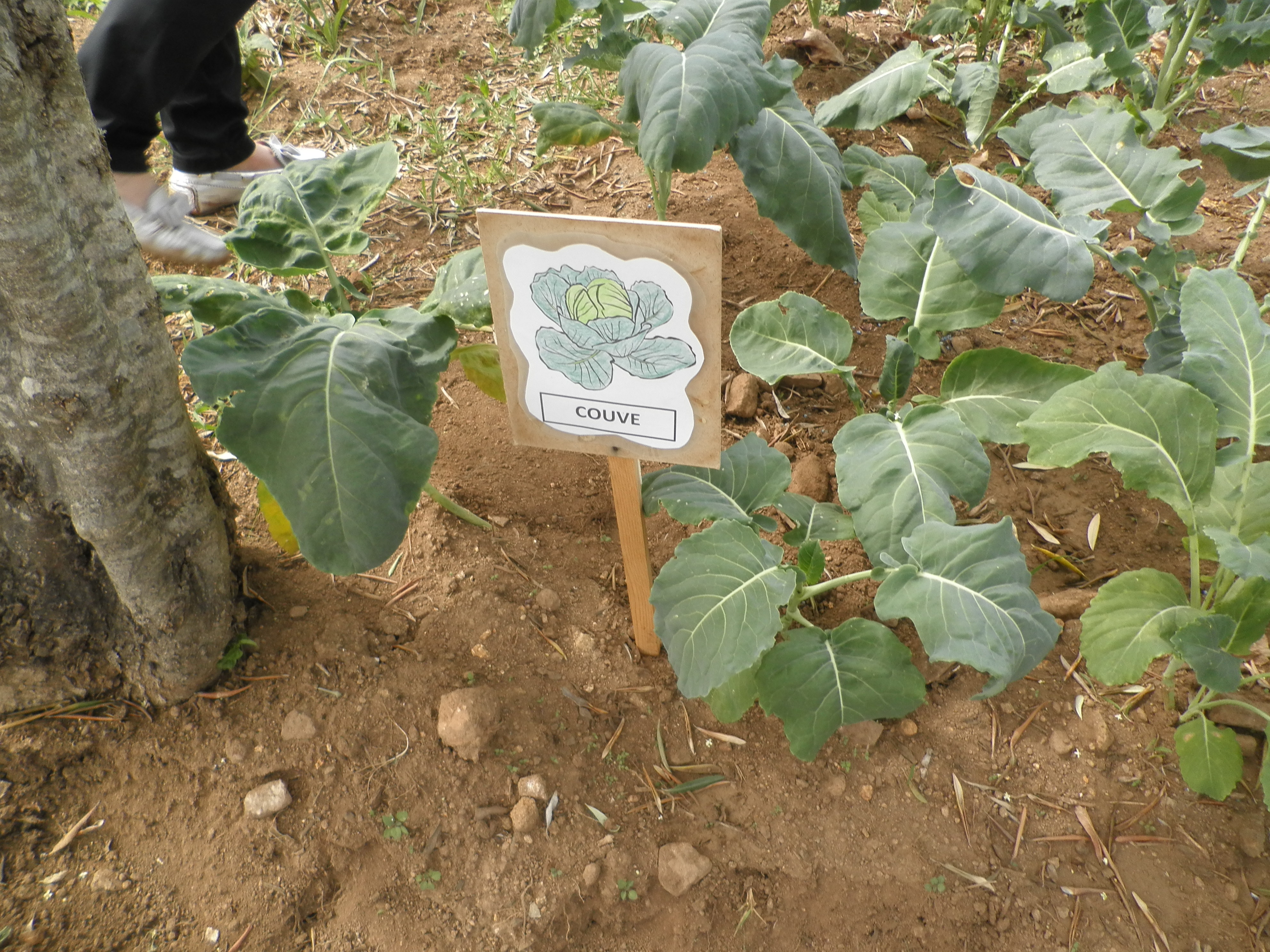 Área de cultivo de couve ( já em fase avançada de crescimento)