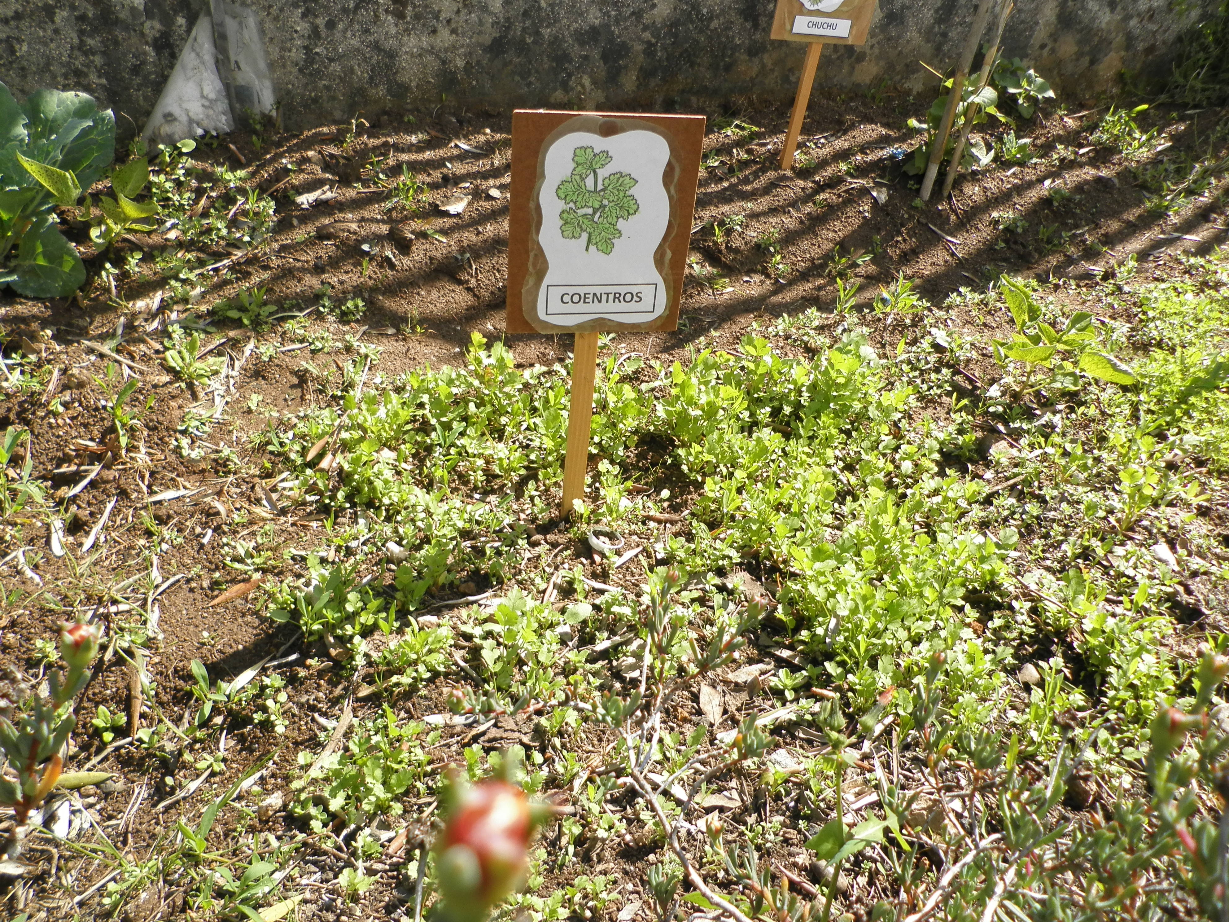 Cultivo de coentros