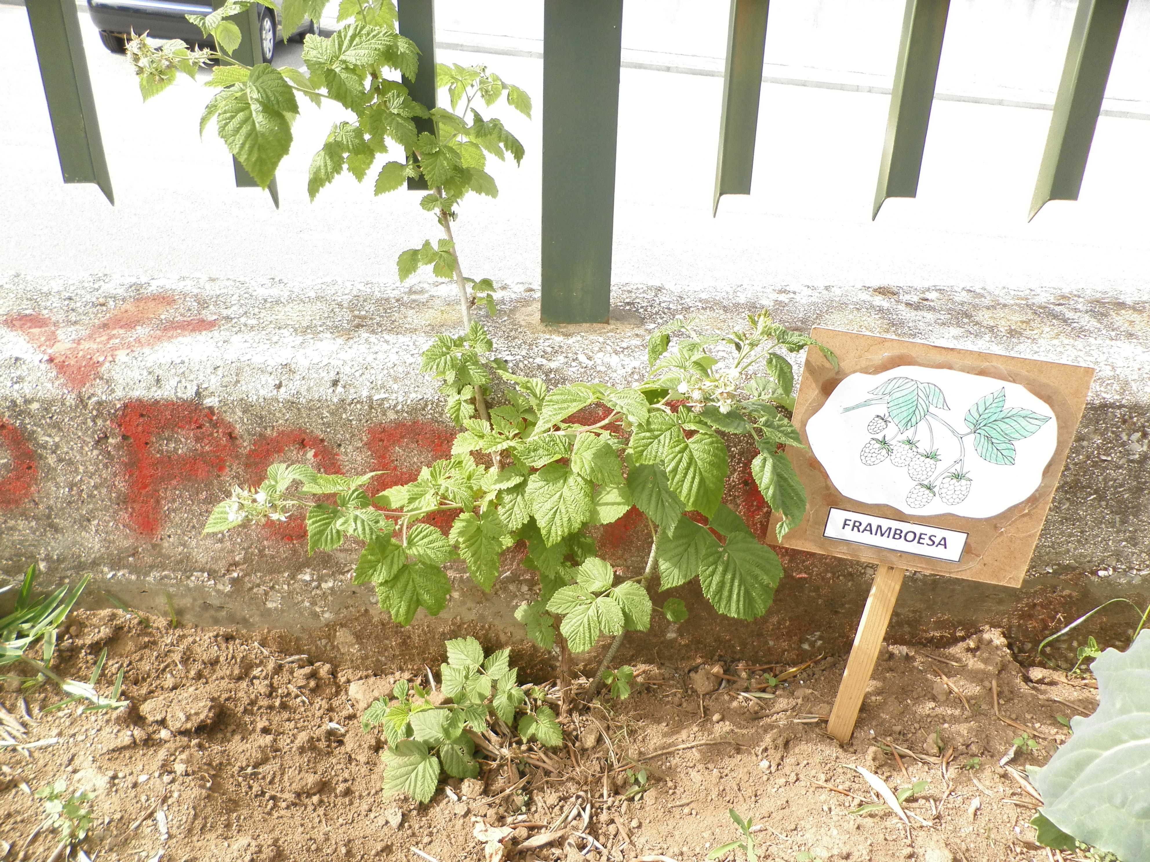 Cultivo de framboesas