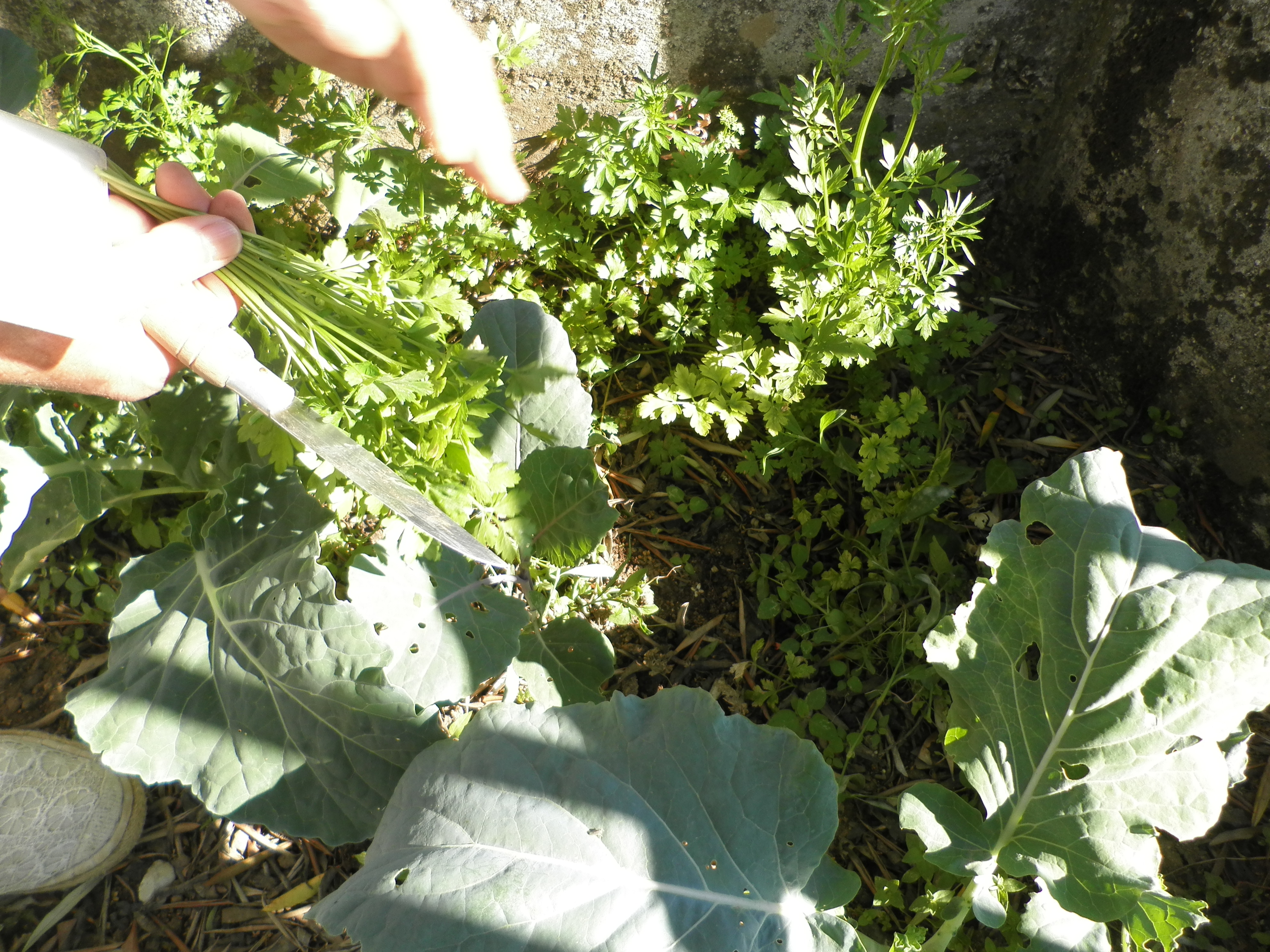 Alunos colhem os coentros da horta para utilizar na produção de alimento na escola.