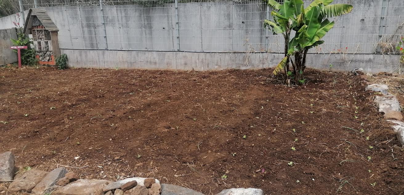 Finalização da plantação de  diferentes espécies de alfaces, beterraba, alho francês e ervas aromáticas a rodear a horta.