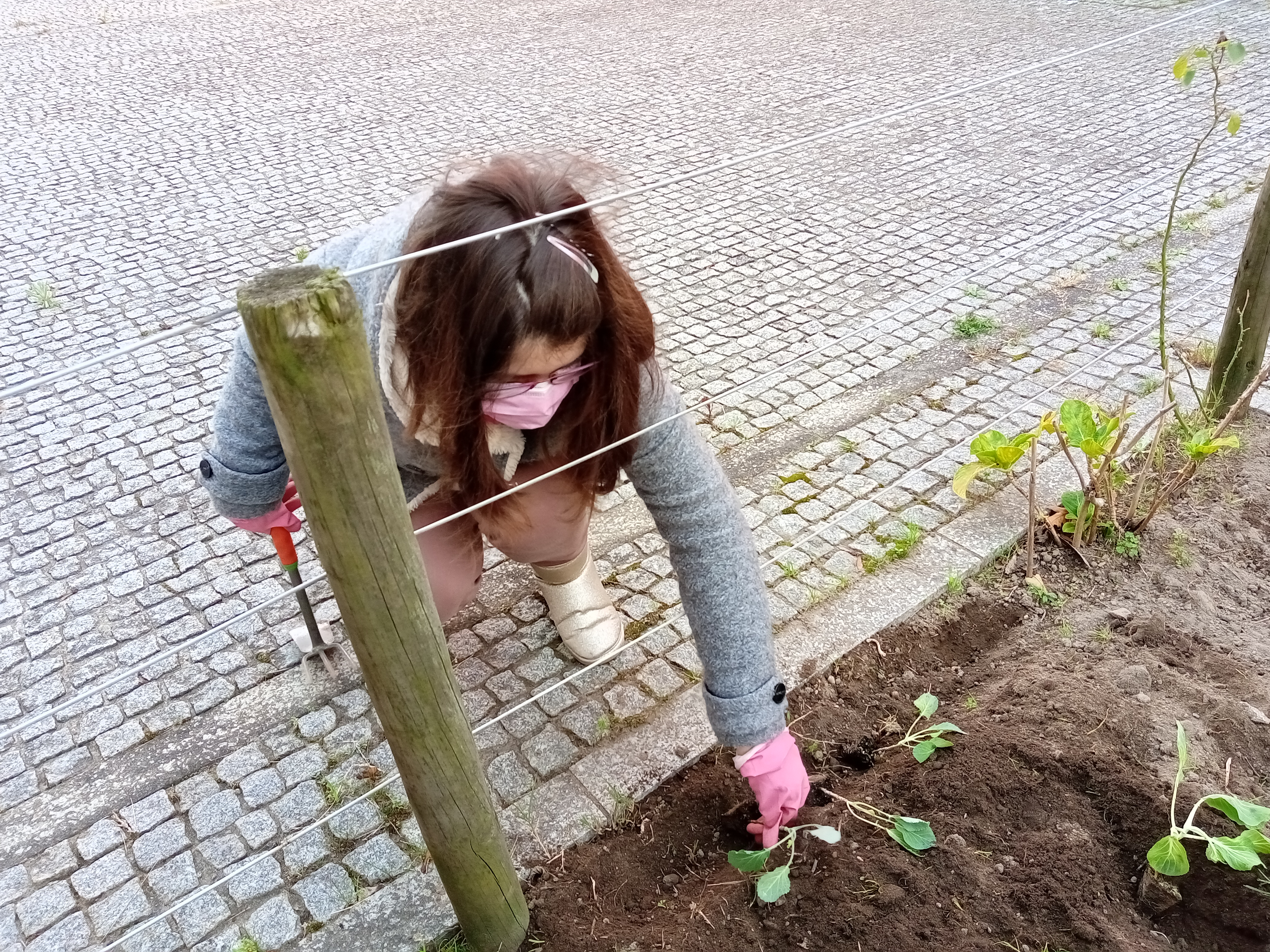 Plantação de couves.
