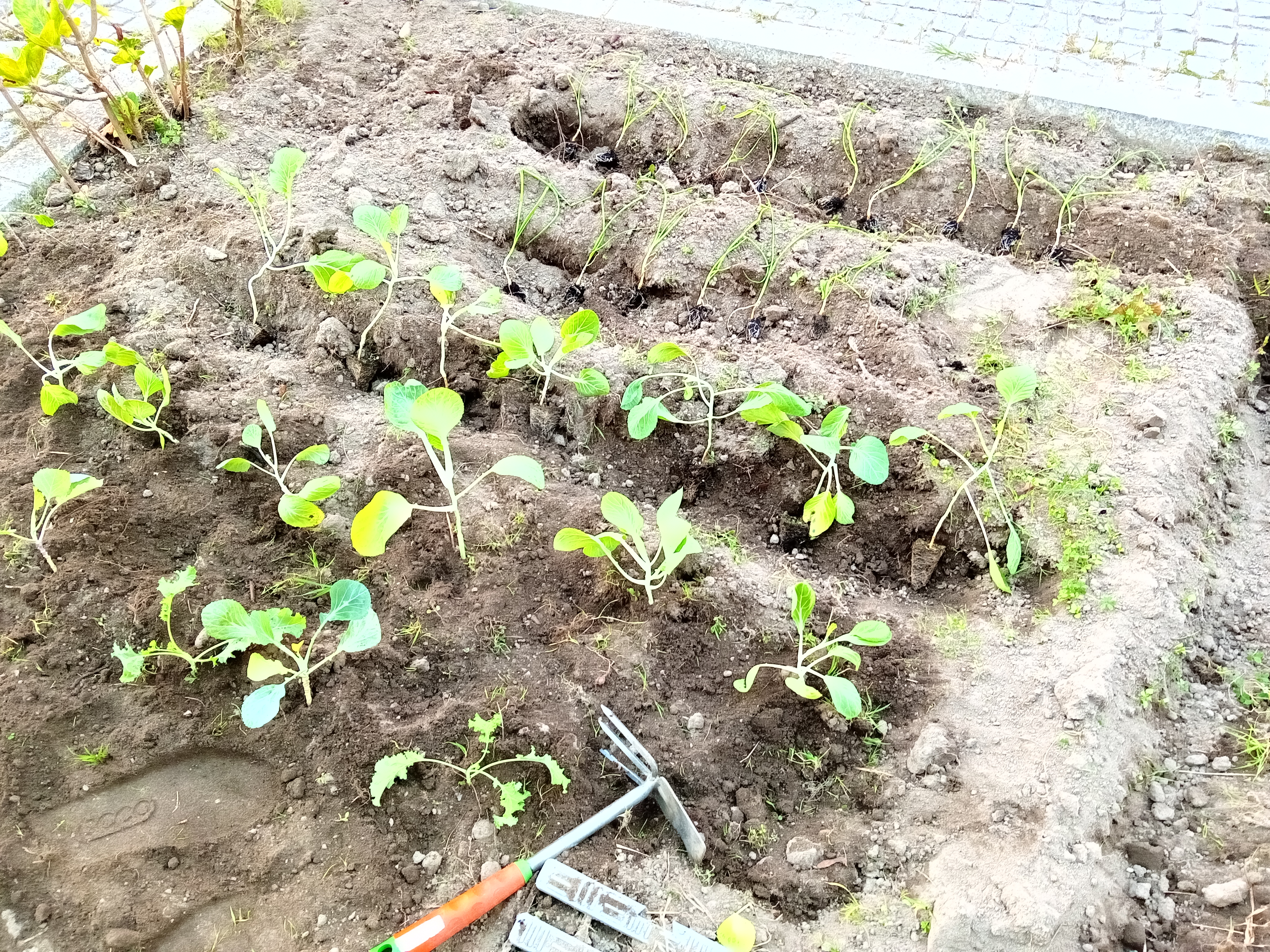 Regos preparados para a plantação de couves e cebolas.