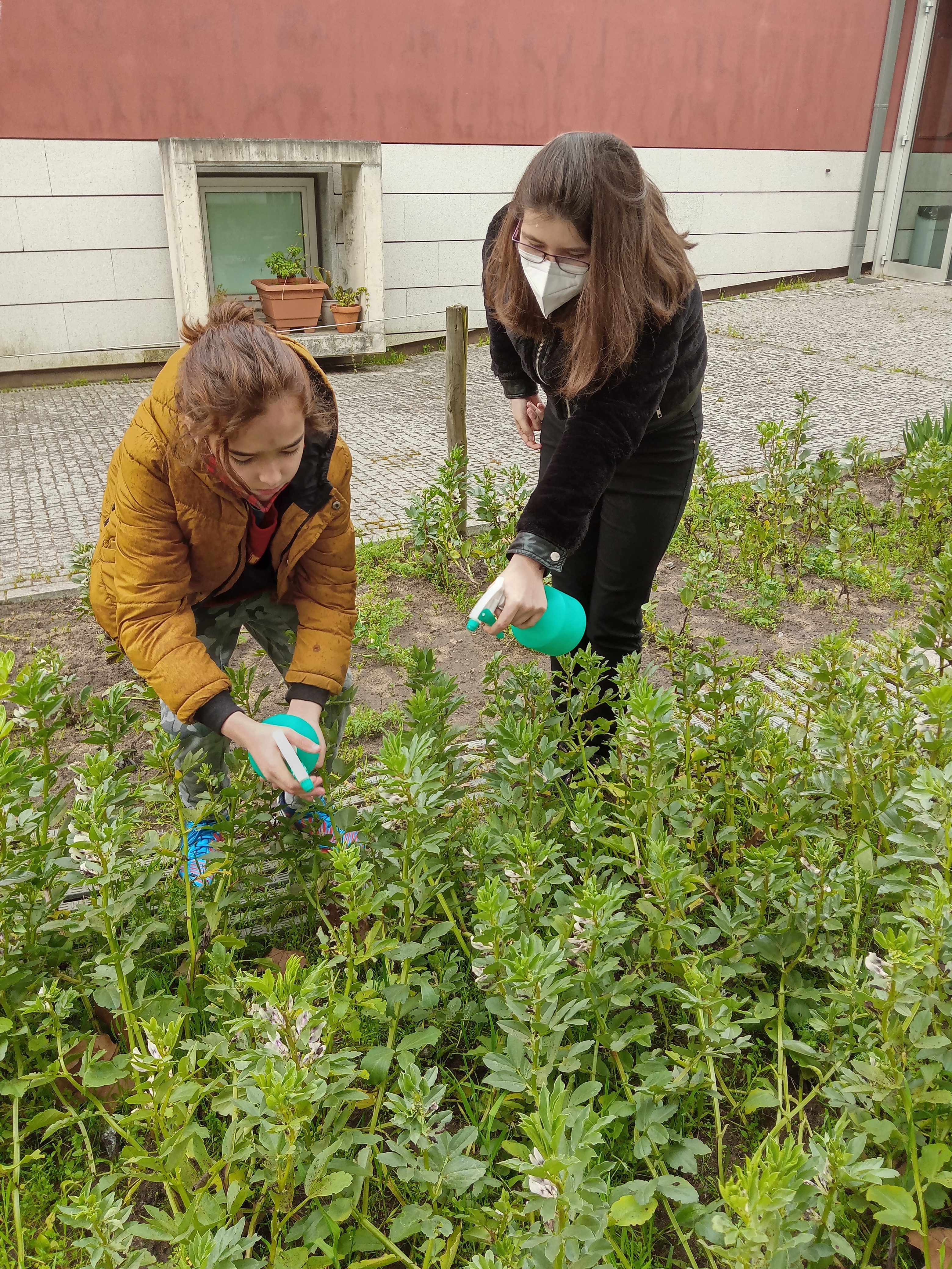 Pulverização das plantas da horta com uma calda "caseira" para combater uma praga de afídeos.