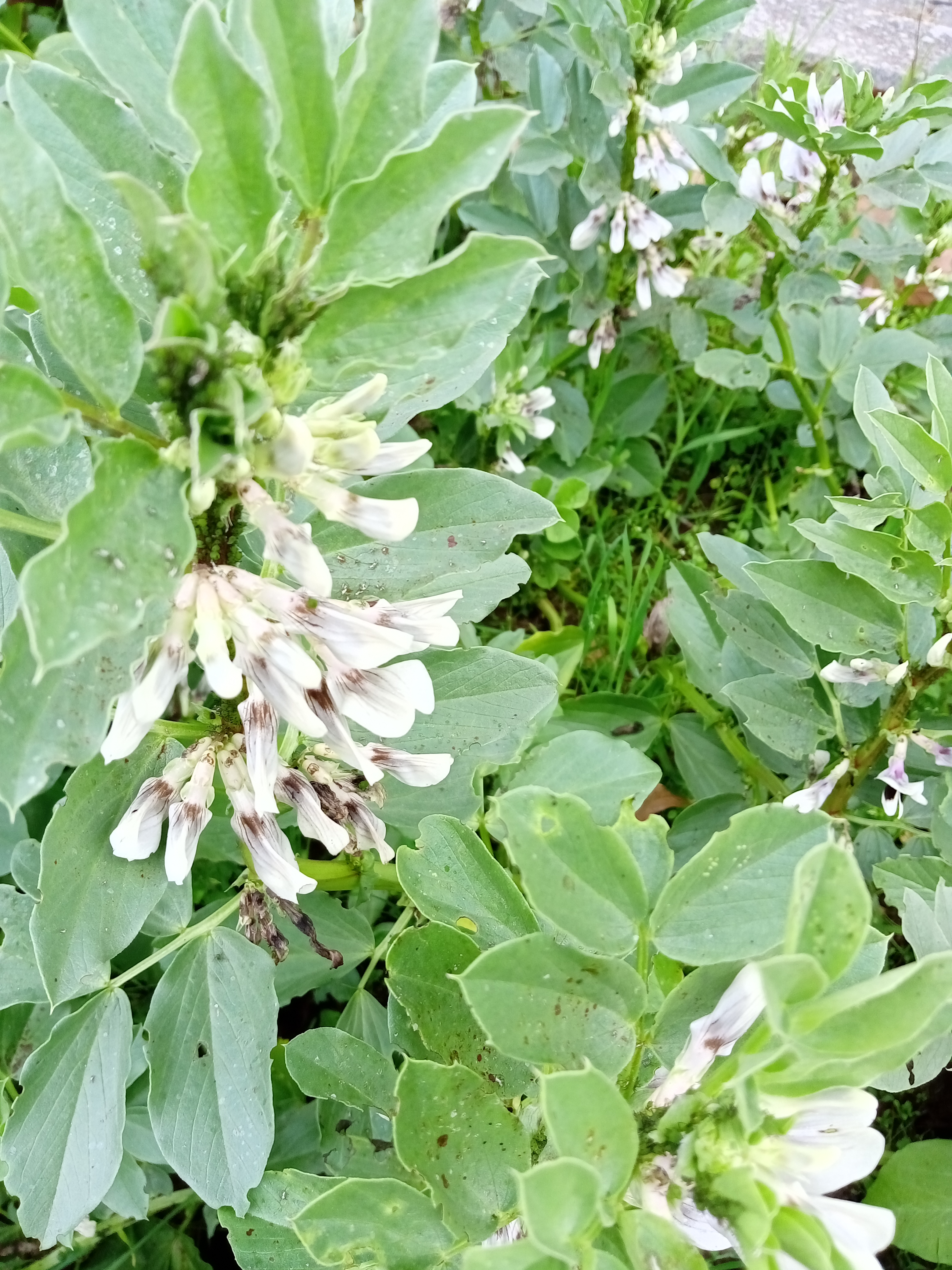 Favas em flor
