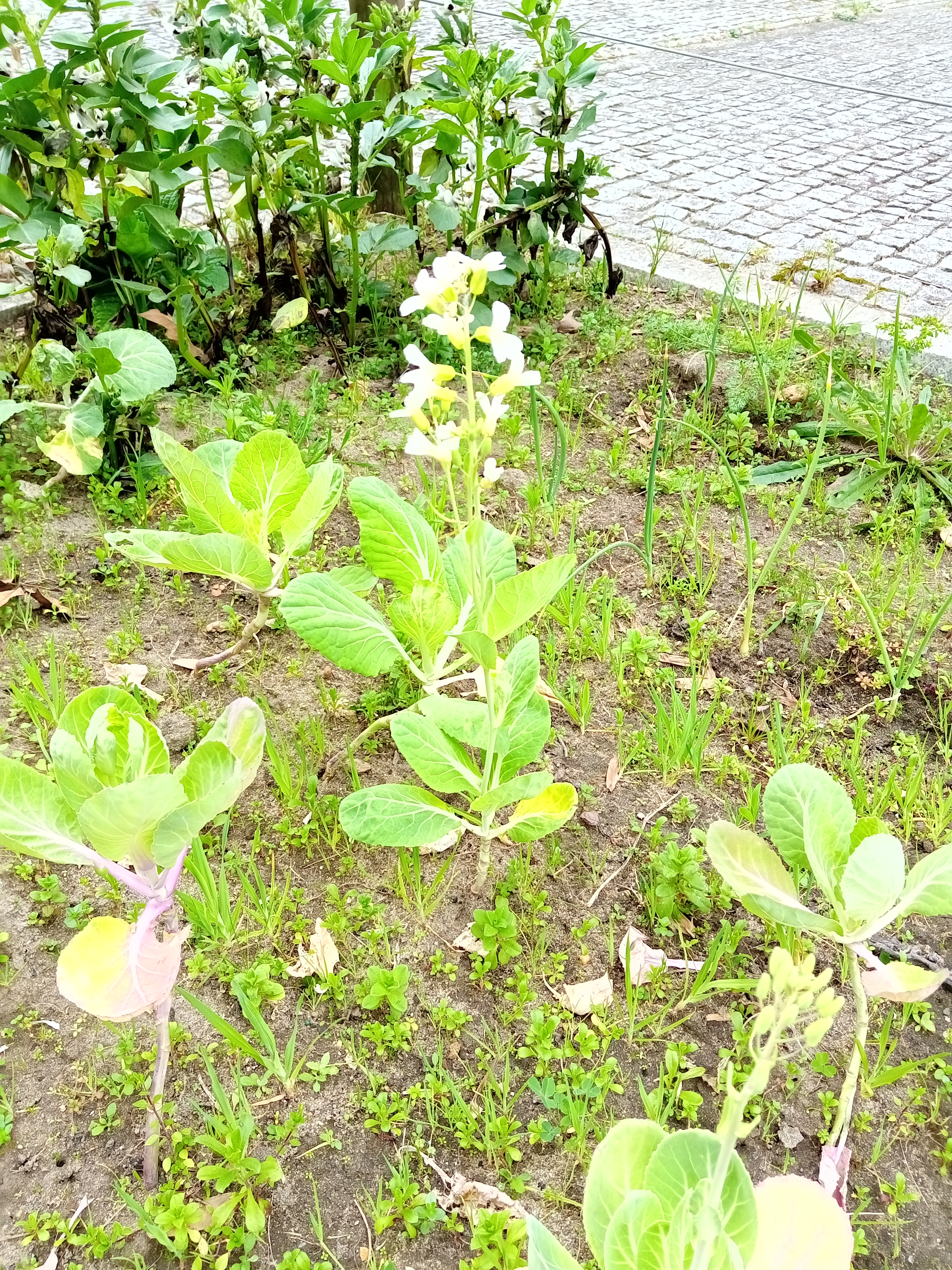 Couves em flor