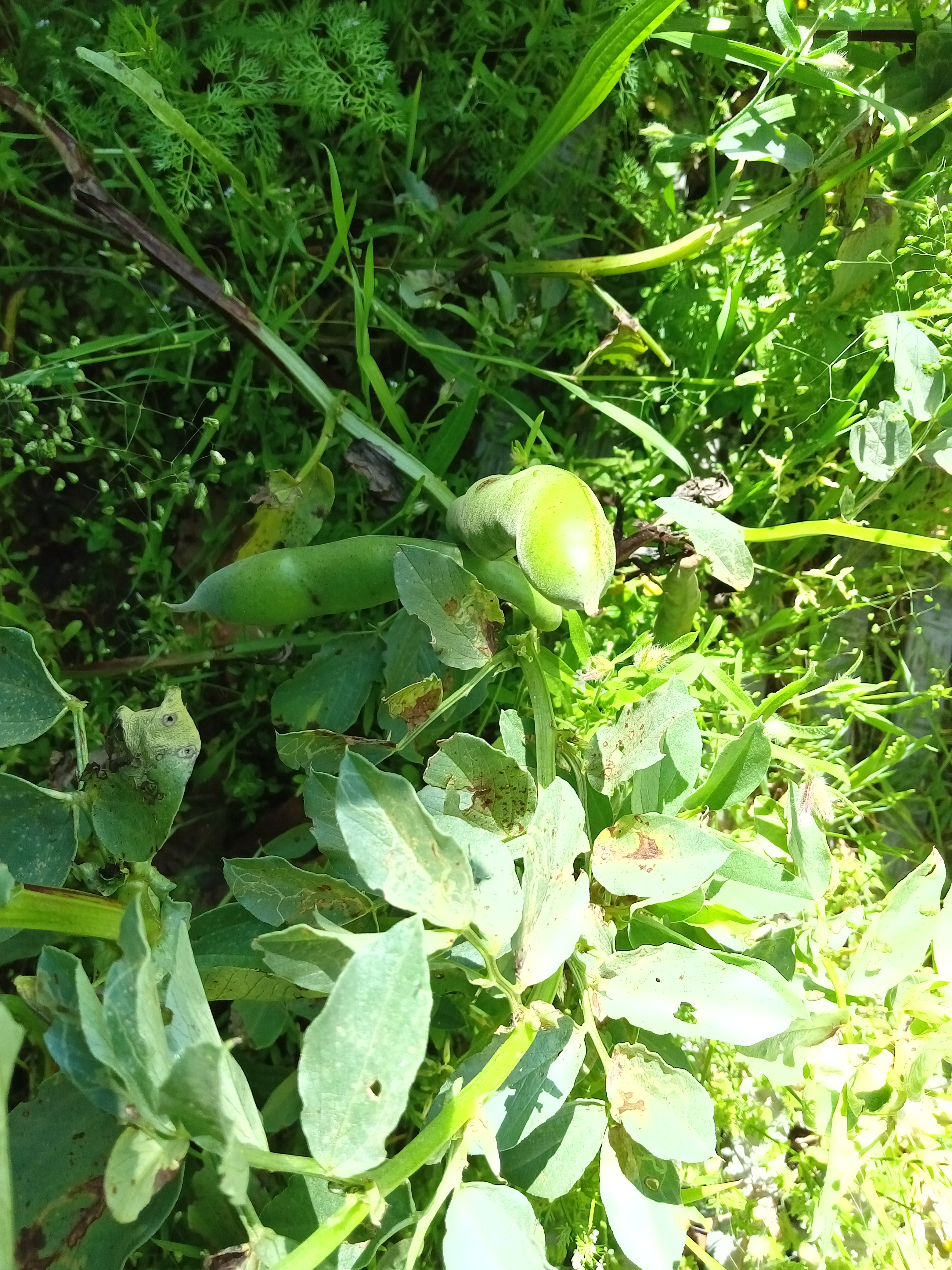 Em maio, as favas que resistiram à praga de afídeos estavam prontas para serem colhidas.