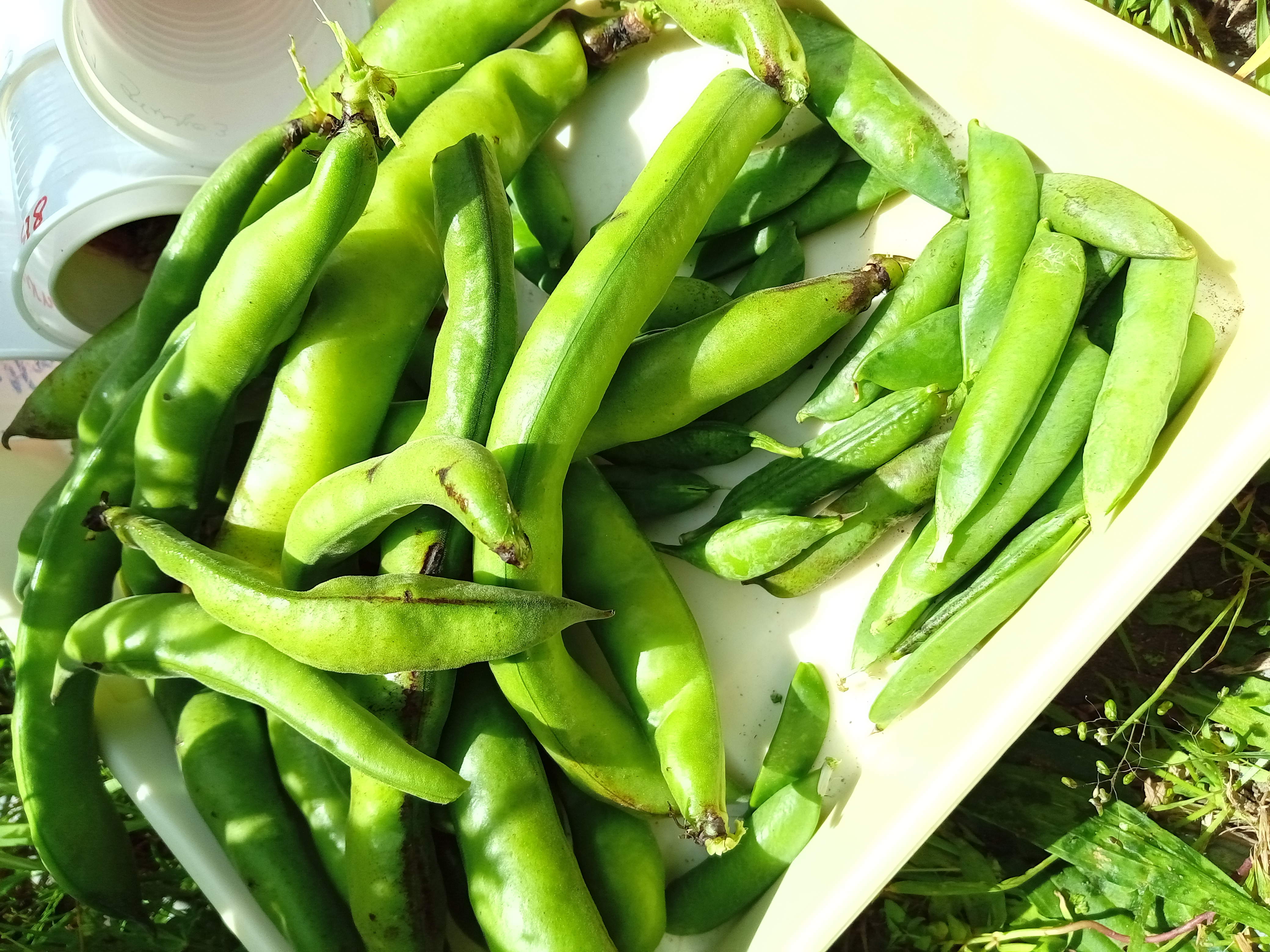 Favas e ervilhas colhidas em maio