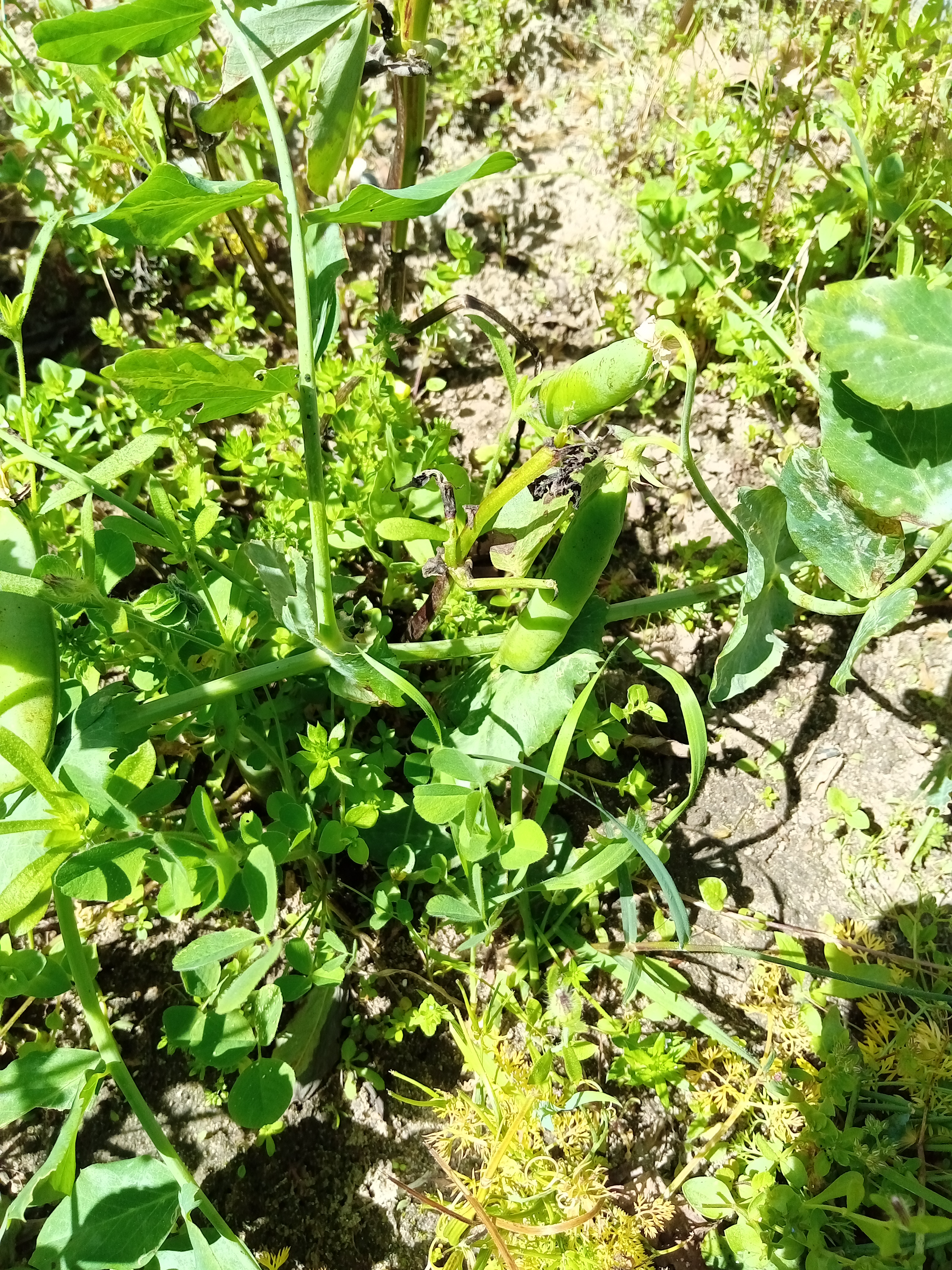 É tempo de limpar a horta e deixar repousar o terreno até ao próximo ano letivo.