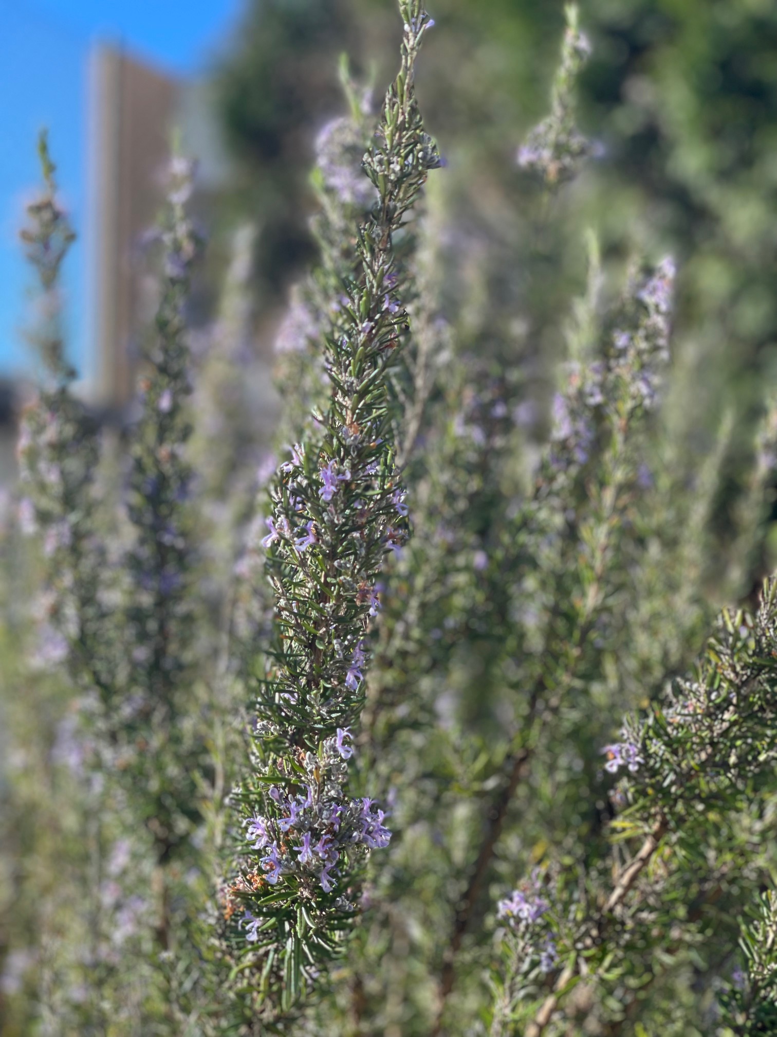 O alecrim que desabrochou durante este inverno com um porte lindo e 
o pormenor da flor de alecrim, que mostra como a natureza é bela.