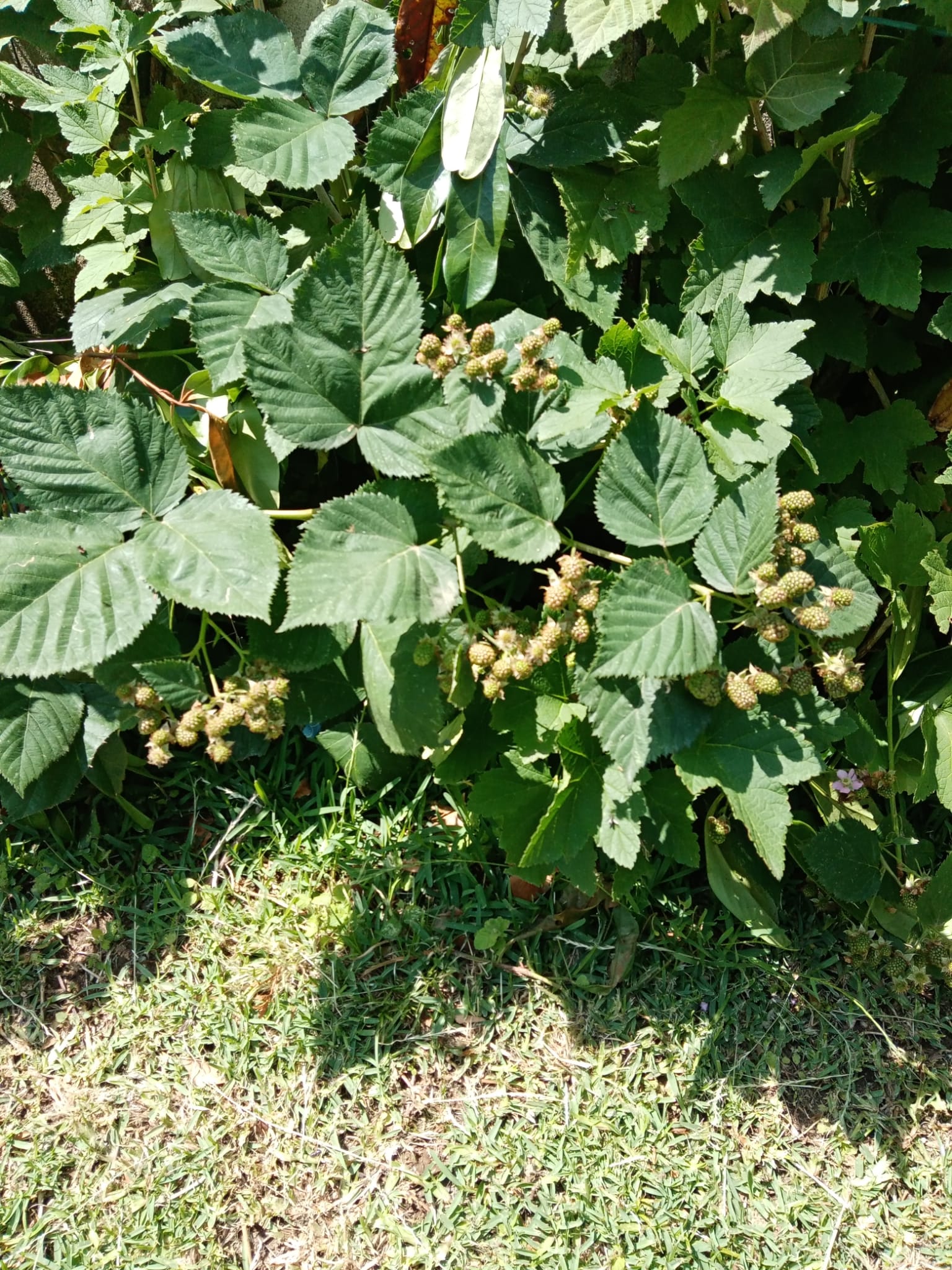 O fruto a medrar com as marcas da primavera
