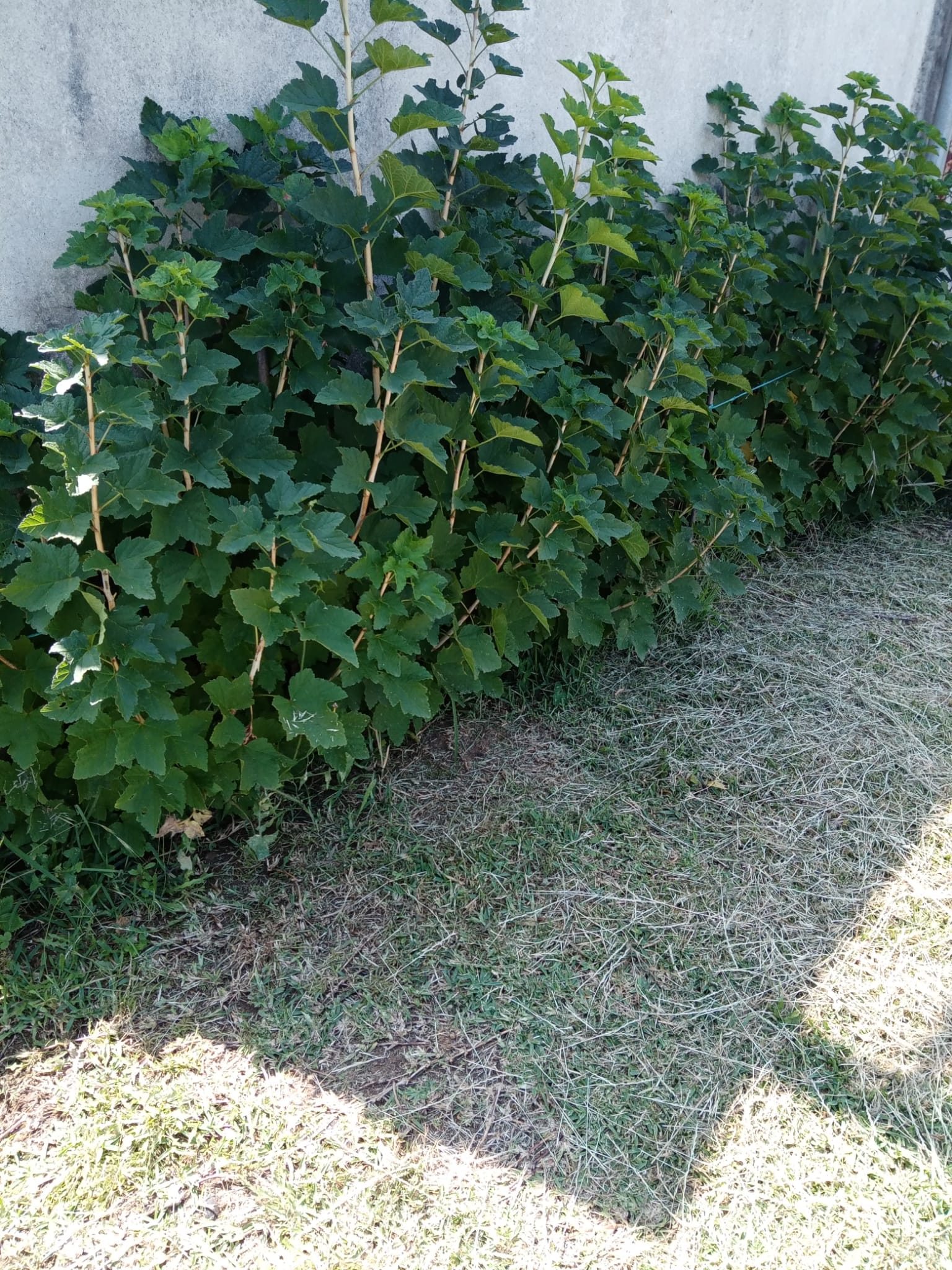 O florir dos mirtilos, as framboesas e as groselhas
