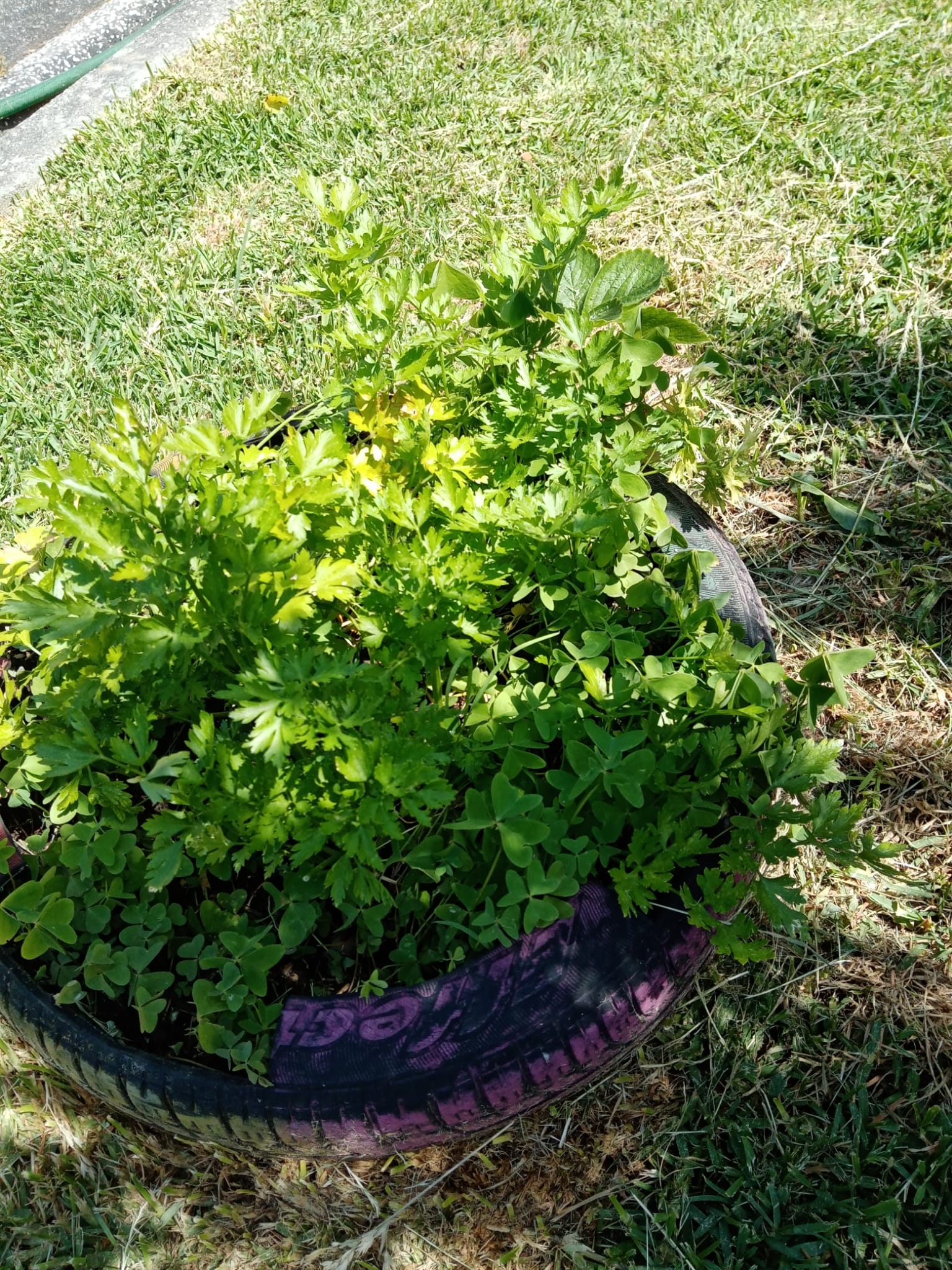 tantas ervas aromáticas para usar no nosso refeitório