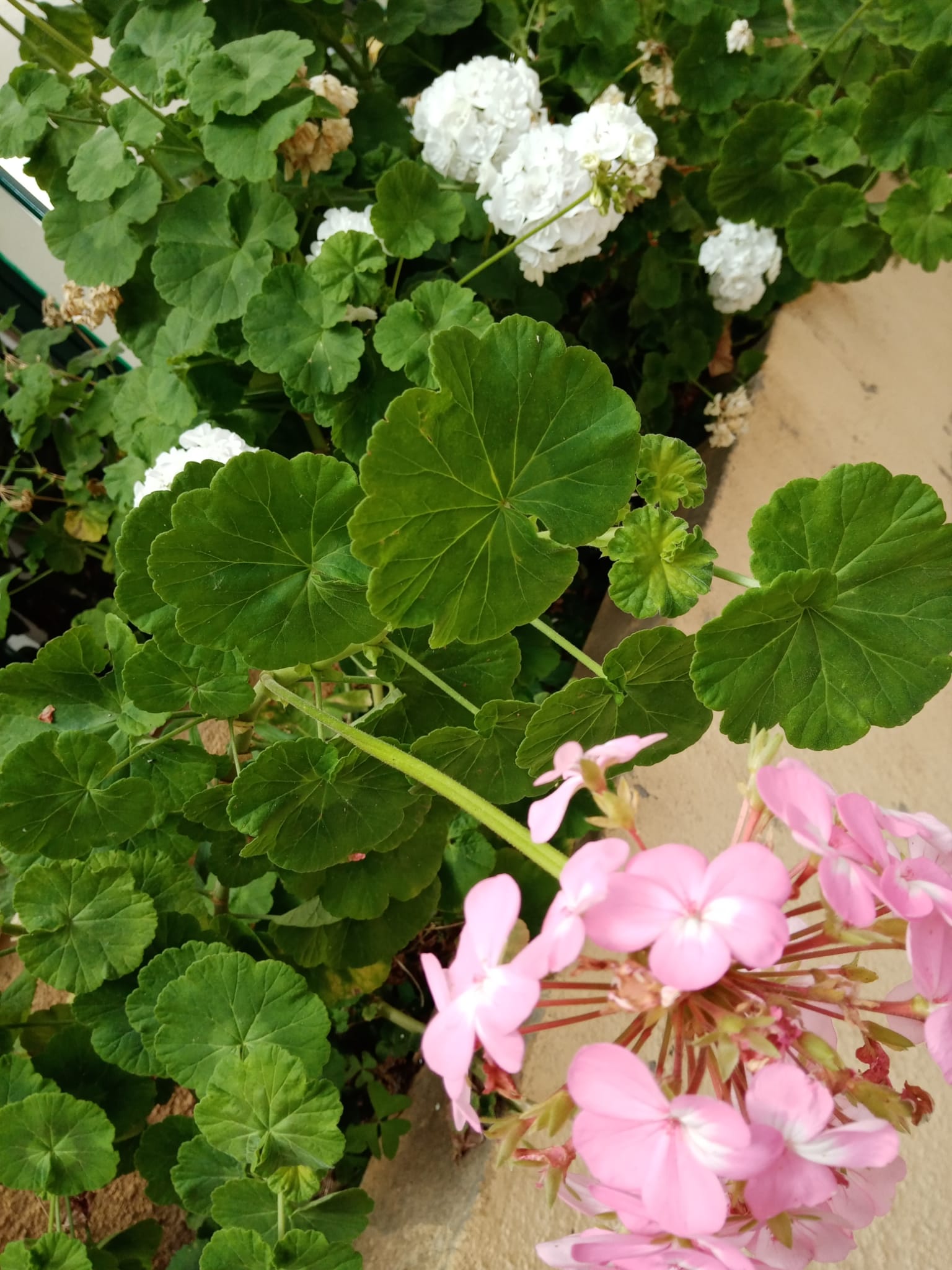 Que lindas sardinheiras são tão deslumbrantes, só de as ver ficamos delirantes