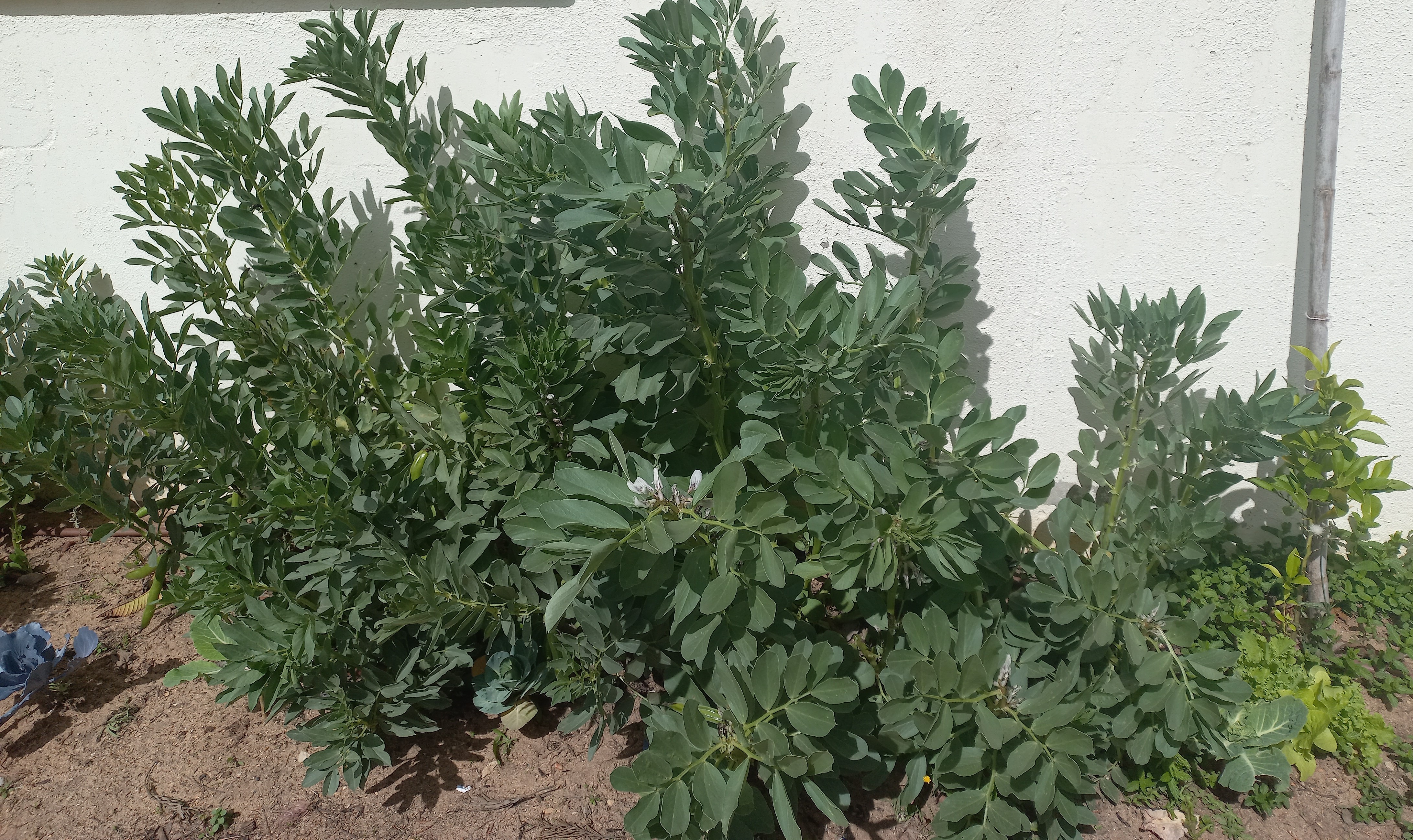 Favas com fruto