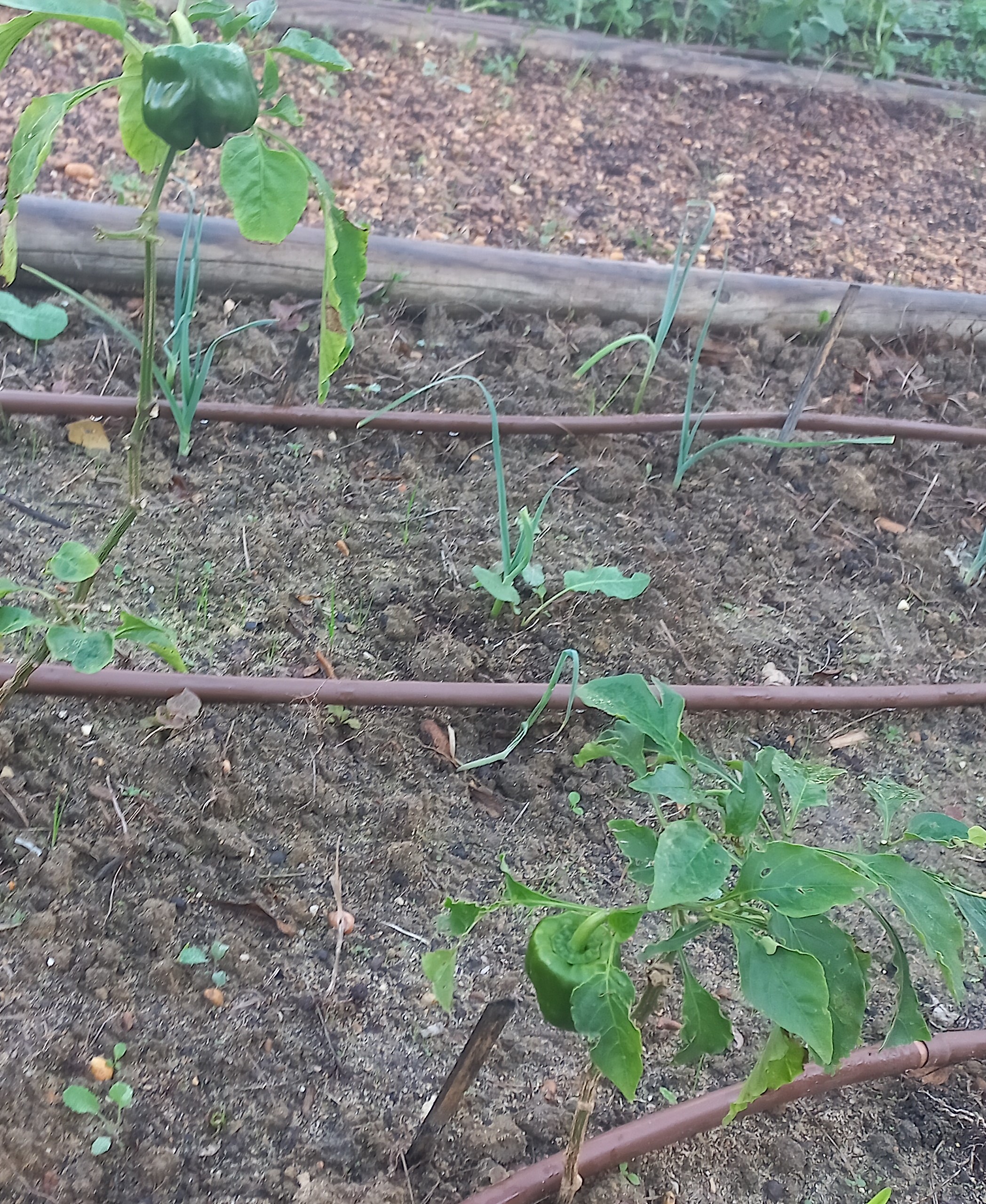 Pimenteiro verde