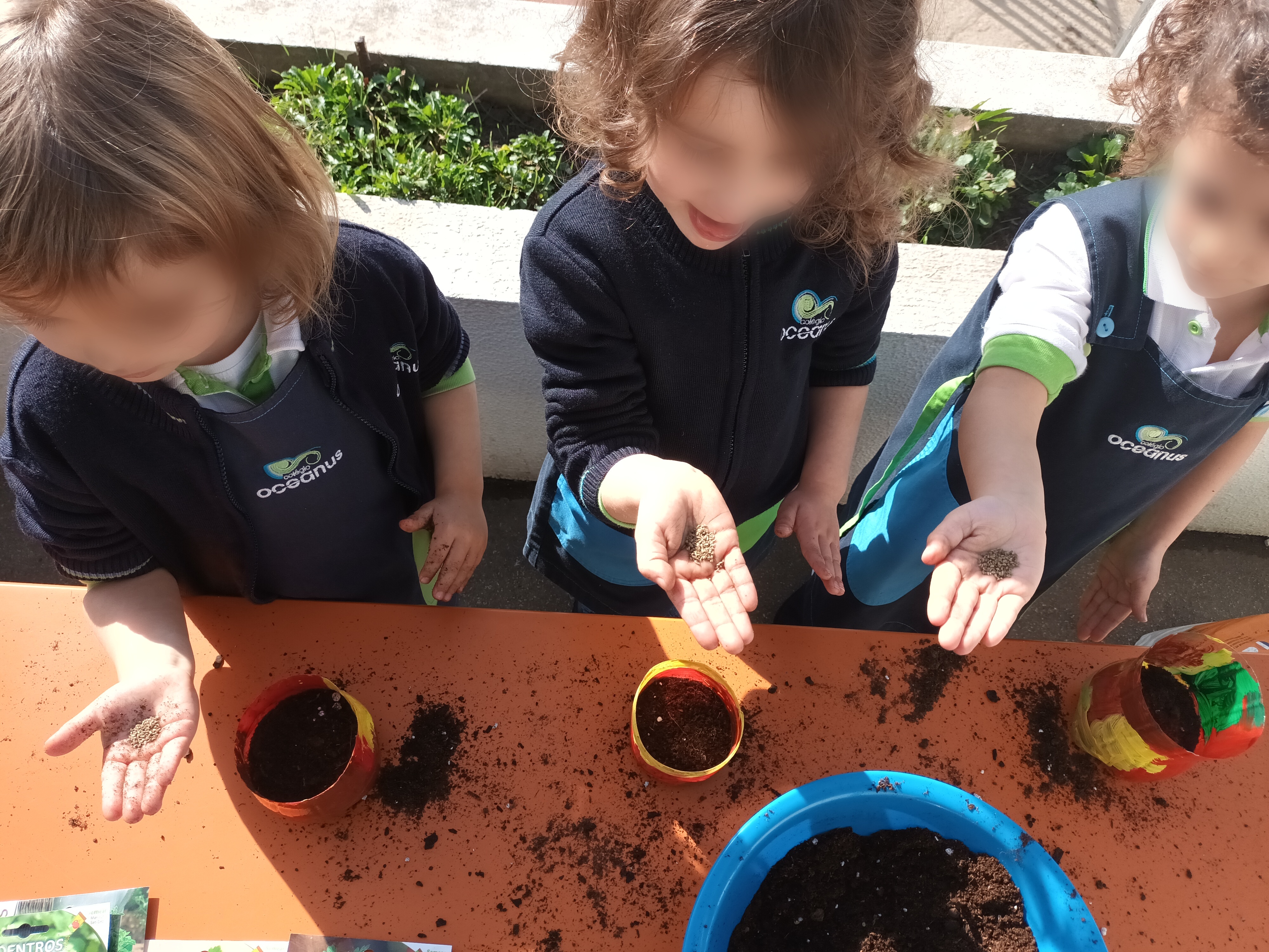 Plantação de orégãos, salsa e coentros.
