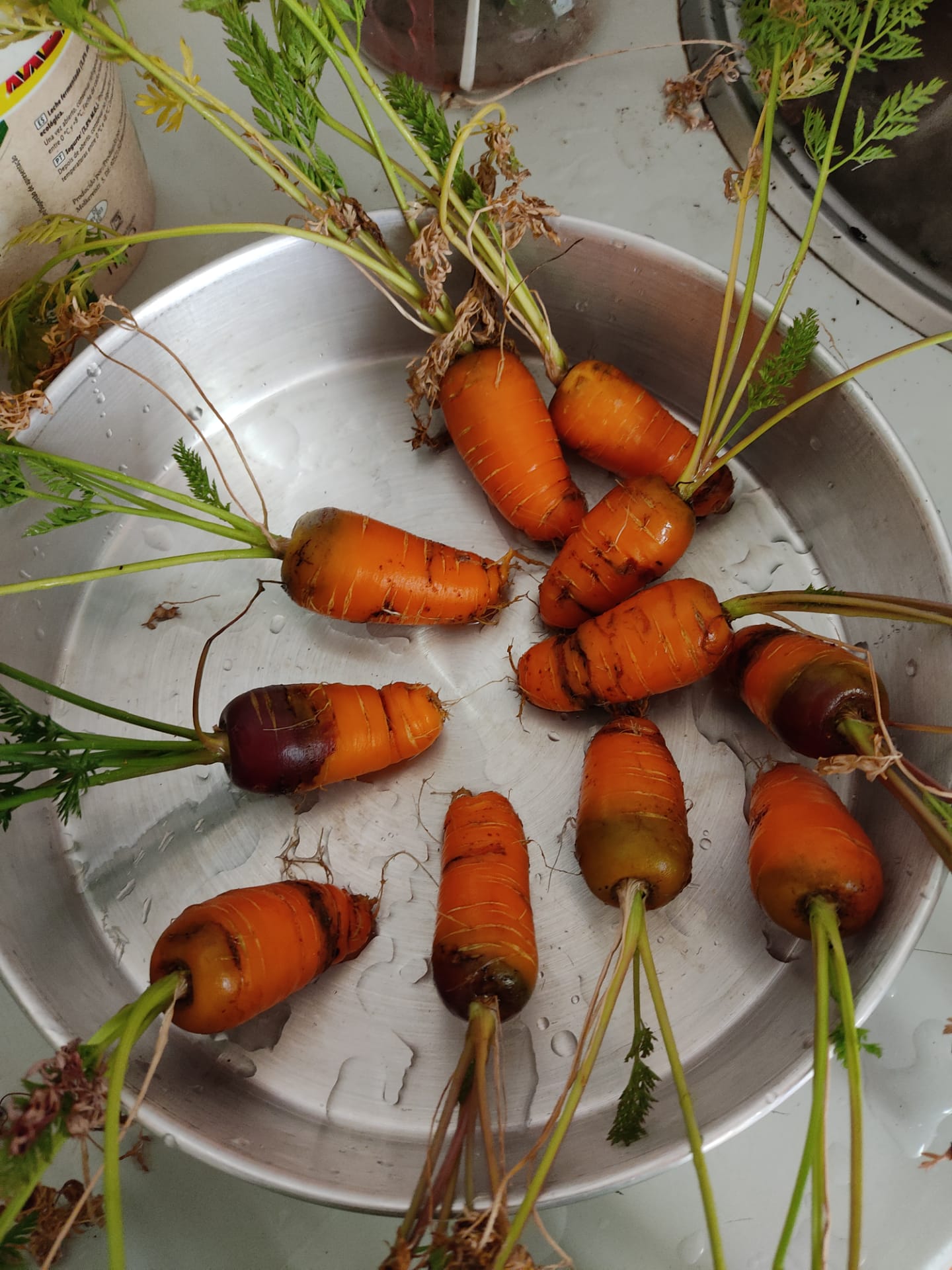 Colheita das nossas mini cenouras