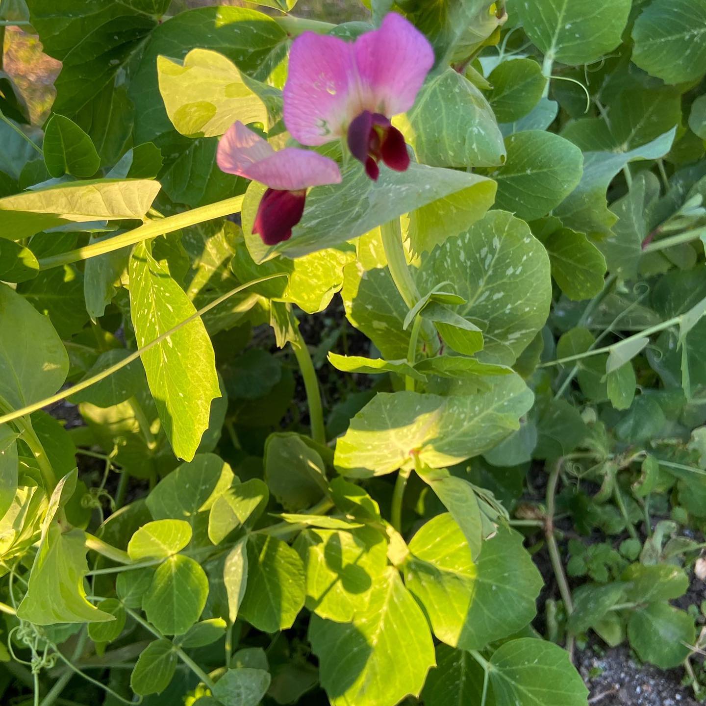 Ervilha em flor
