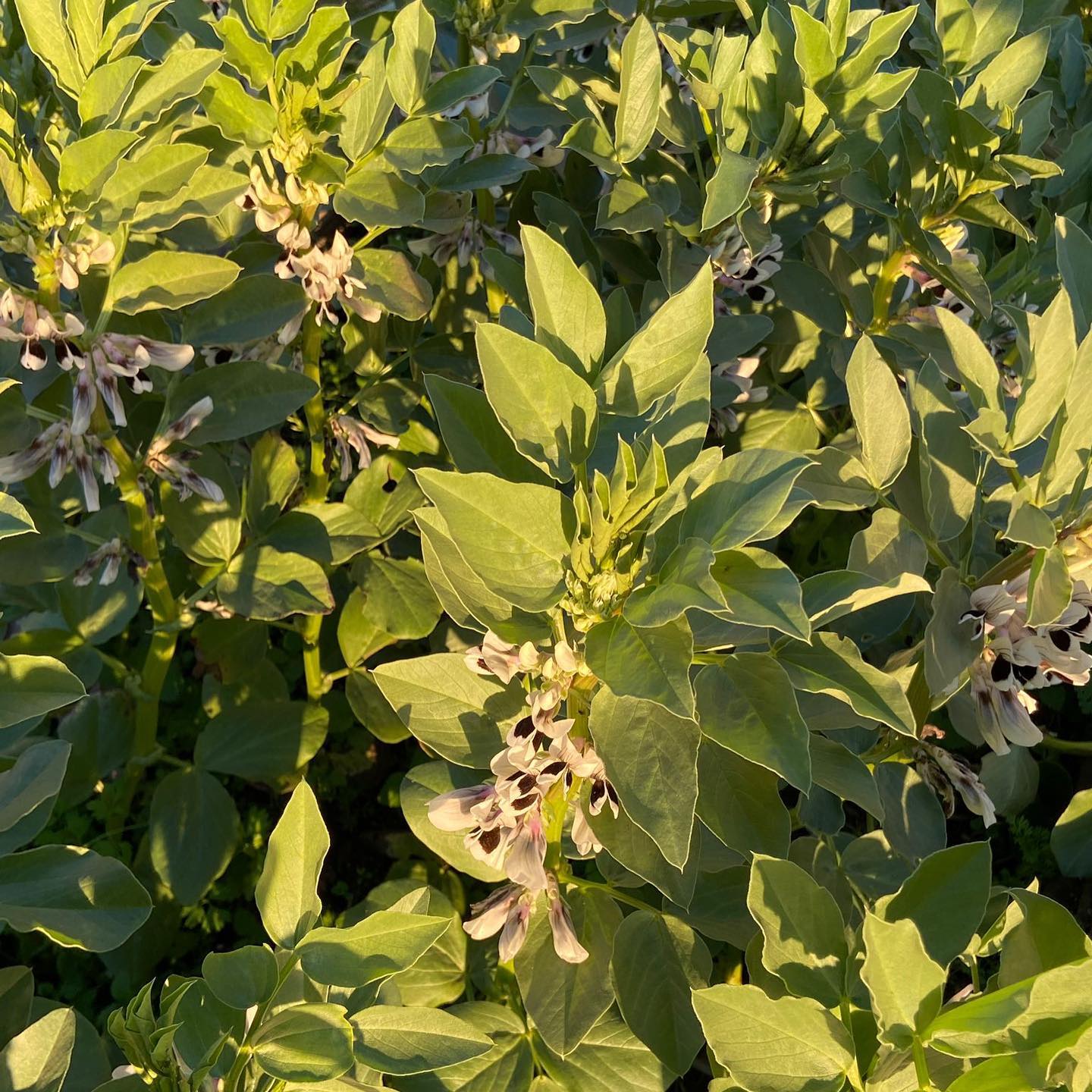 Fava em flor