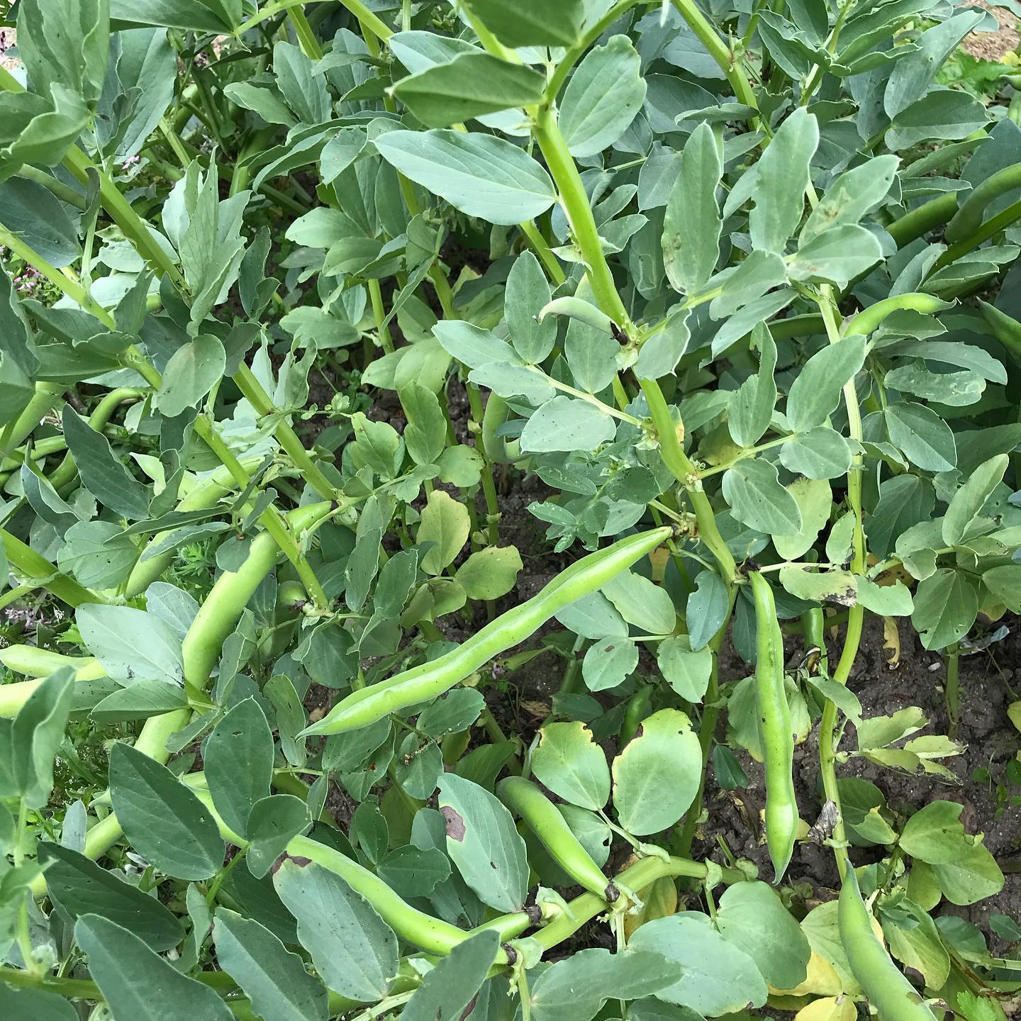 Vagens de favas (pormenor)