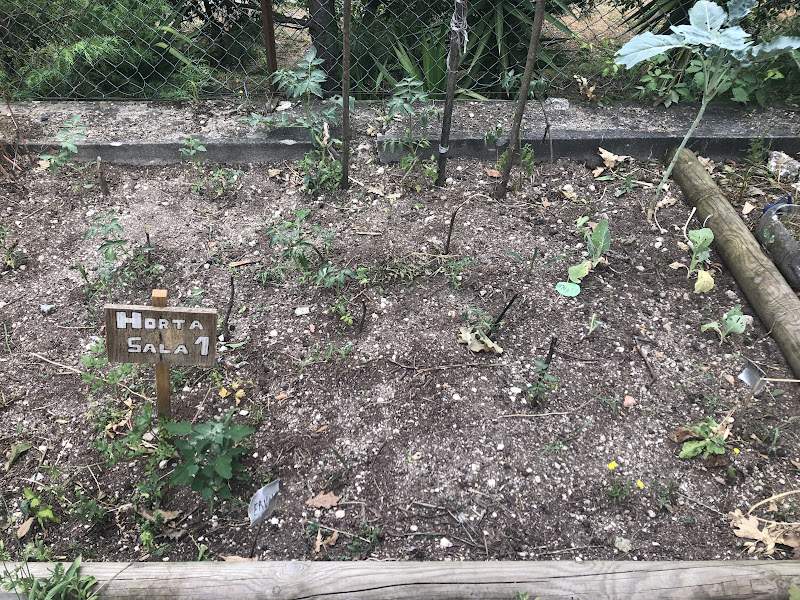 novas plantações