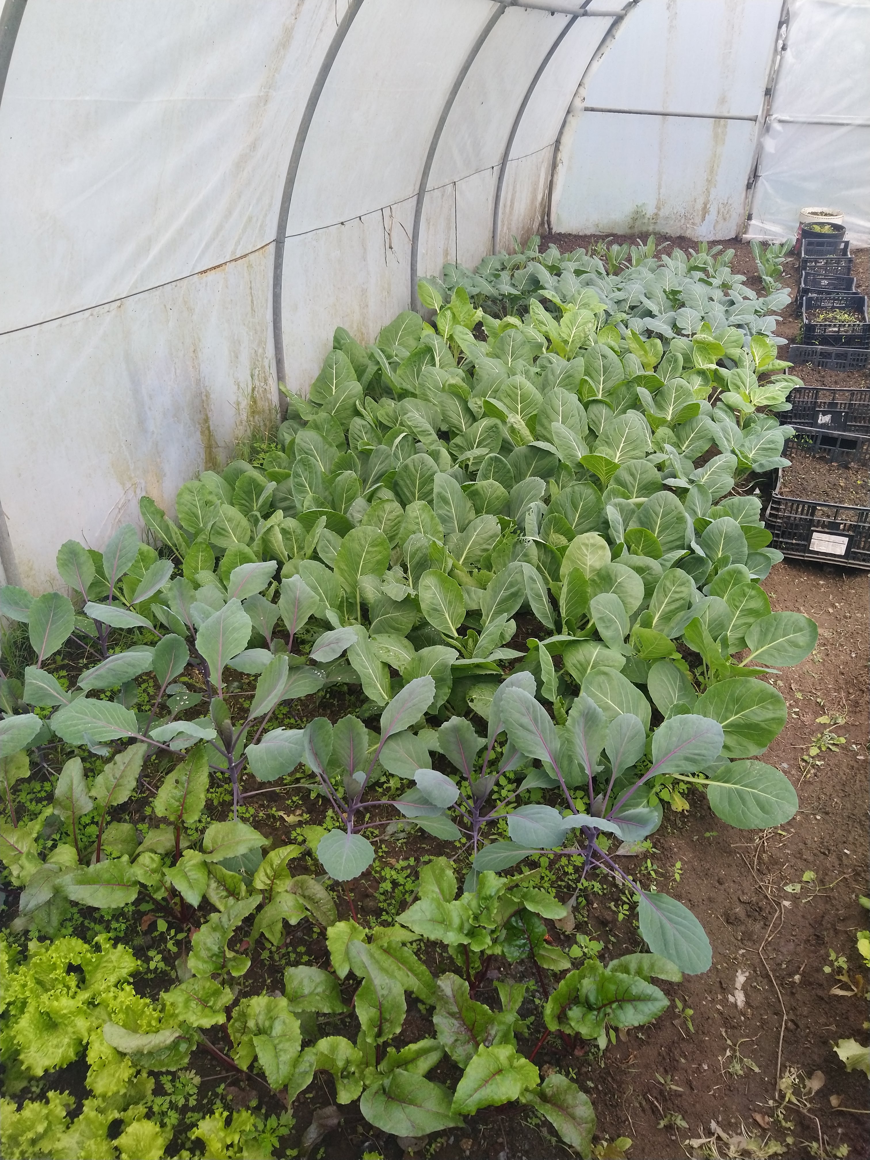 Fase final do crescimento dos vegetais.