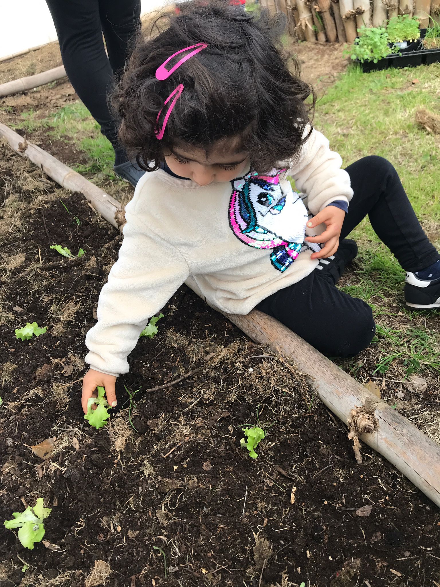 As crianças a fazerem as primeiras plantações de alfacehttps://ecoescolas.abae.pt/plataforma/index.php?p=activities&s=hortasbio&u=works#tab1_3