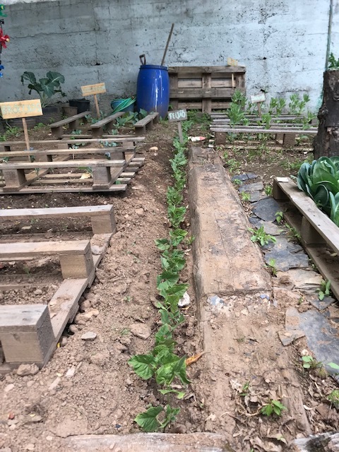 Plantação de feijão.