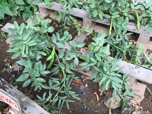 Sementeira de favas.