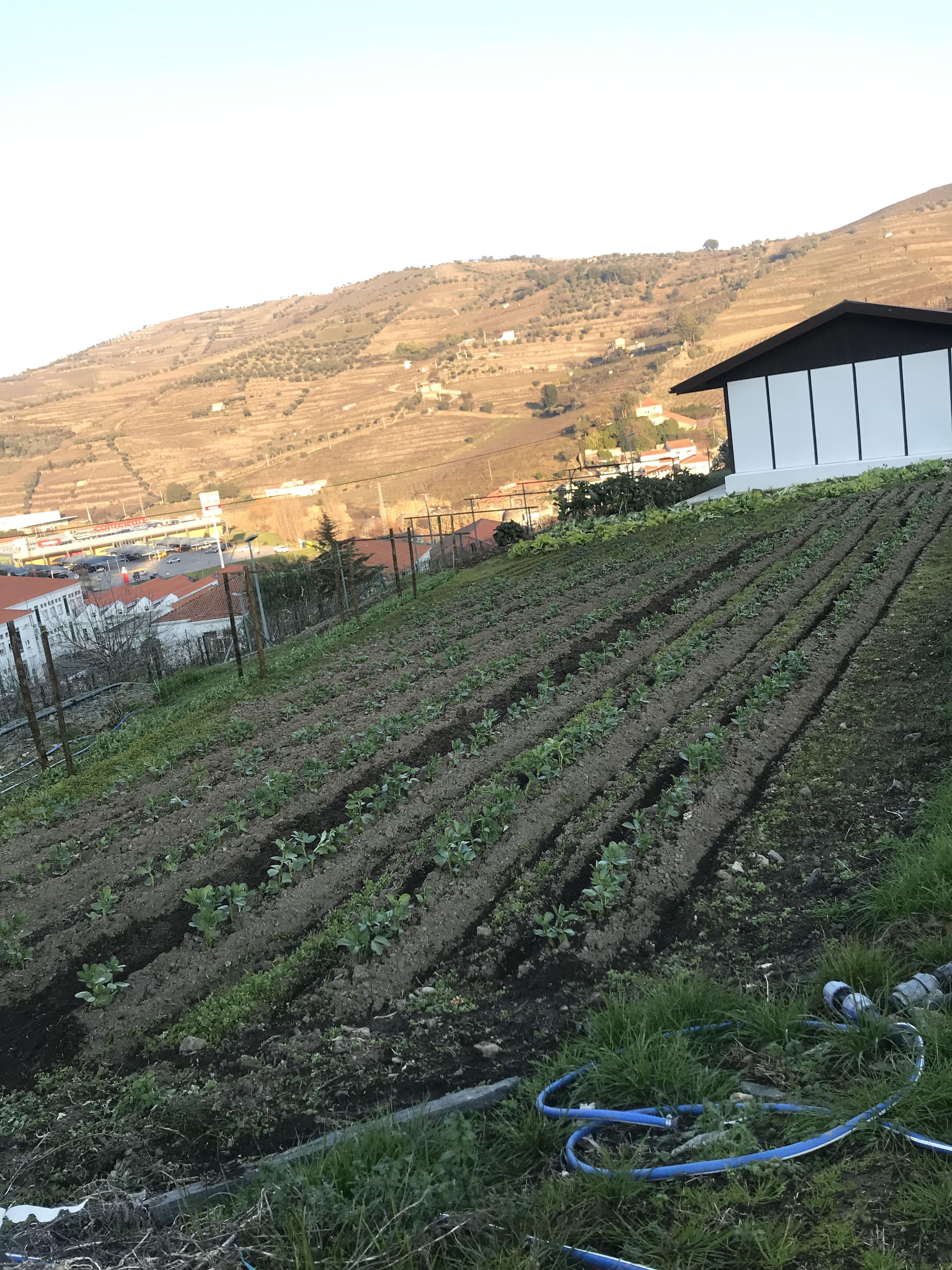 a nossa escola tem uma pequena horta e estufa, da qual retiramos alguns produtos para consumo na cantina e venda a professores e funcionários.