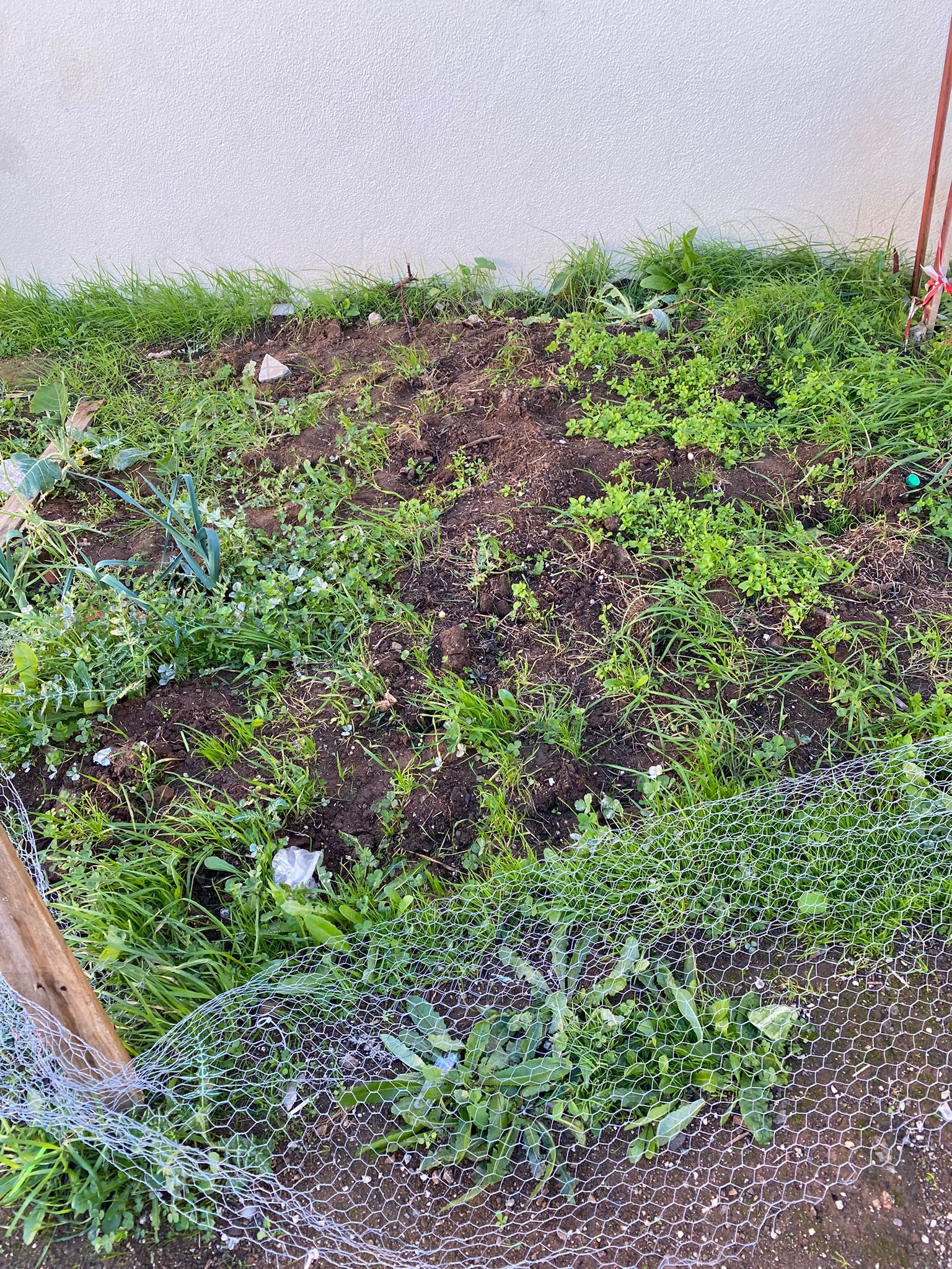 Horta em janeiro, com uma pequena plantação de alfaces, mas sem manutenção.
Vedação completamente destruída. Terreno com ervas daninhas.