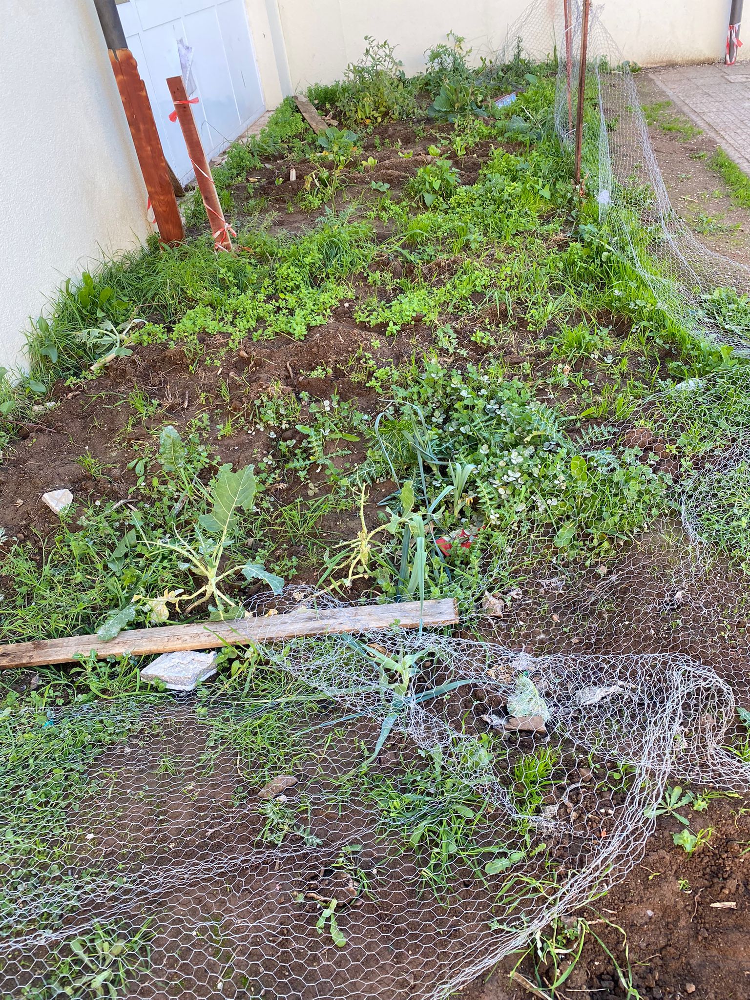 Horta em janeiro, com uma pequena plantação de alfaces, mas sem manutenção.
Vedação completamente destruída. Terreno com ervas daninhas.