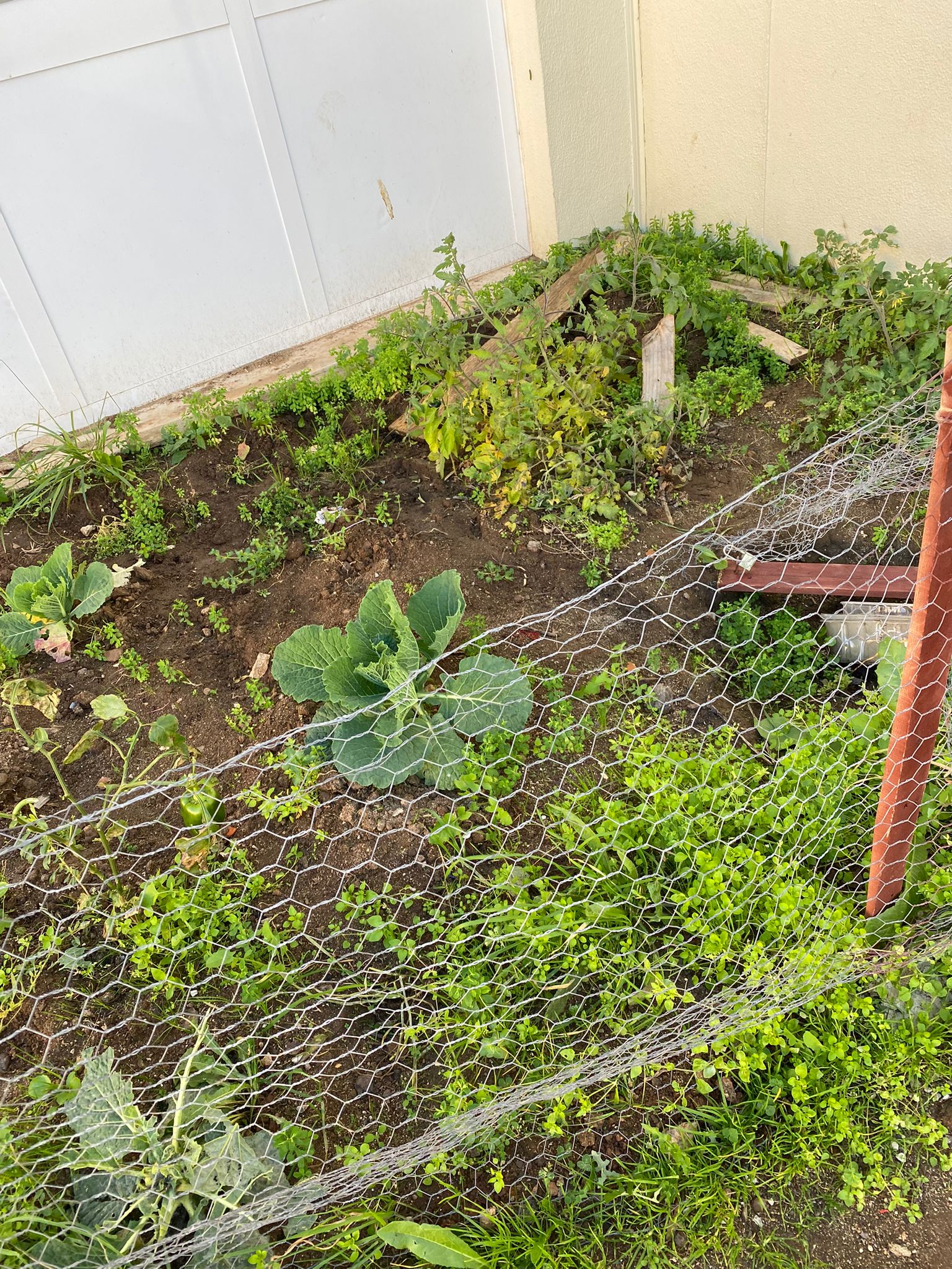 Horta em janeiro, com uma pequena plantação de alfaces, mas sem manutenção.
Vedação completamente destruída. Terreno com ervas daninhas.