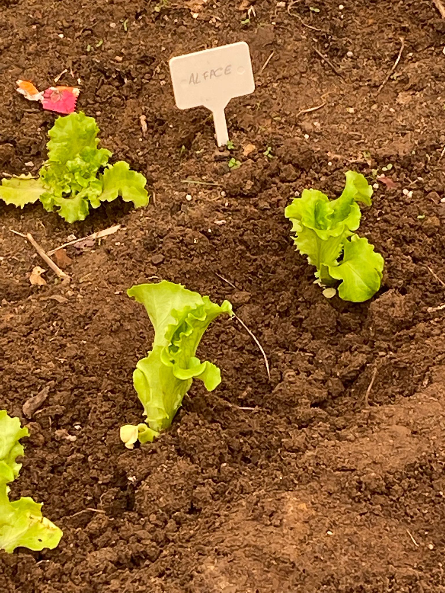 Terreno limpo e já com plantações de primavera: Pimentos vermelhos e amarelos, alface, tomate chuchu e cherry, cebolo, morangos, salsa, hortelã, e manjerico, abóbora e feijão verde. Tudo devidamente rotulado.